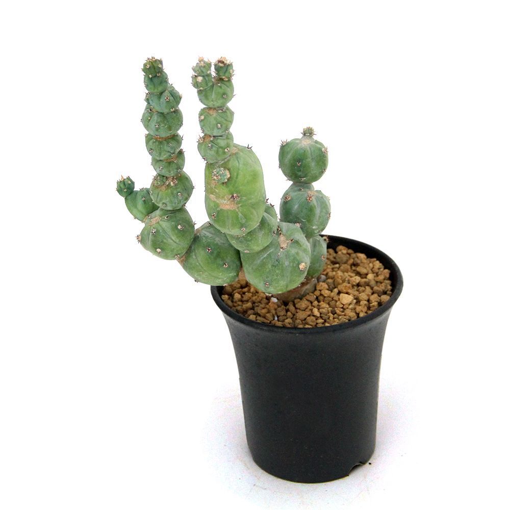 ミルチロカクタス ゲオメトリザン ミューテーション 3号 1鉢 358315