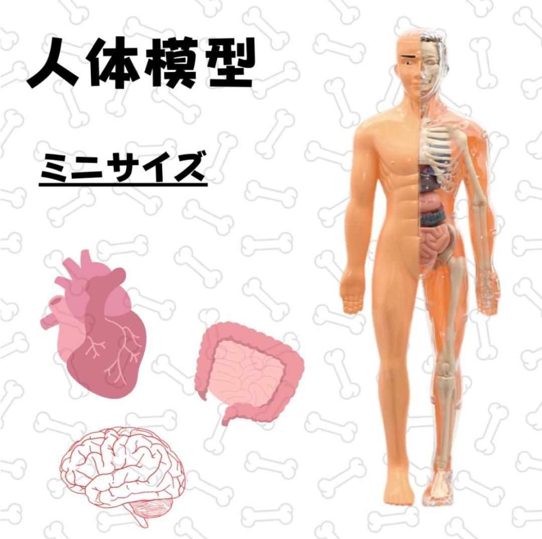 ミニ人体骨格模型 ミニ人体骨格模型（85cm） | 全医療器