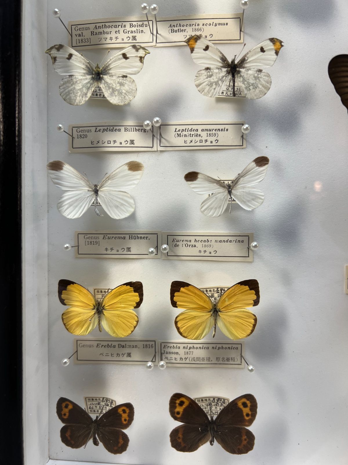蝶　標本　オオムラサキ　ナガサキアゲハ　スジボソヤマチョウ　ギフチョウなど　37頭　ケース入り-2