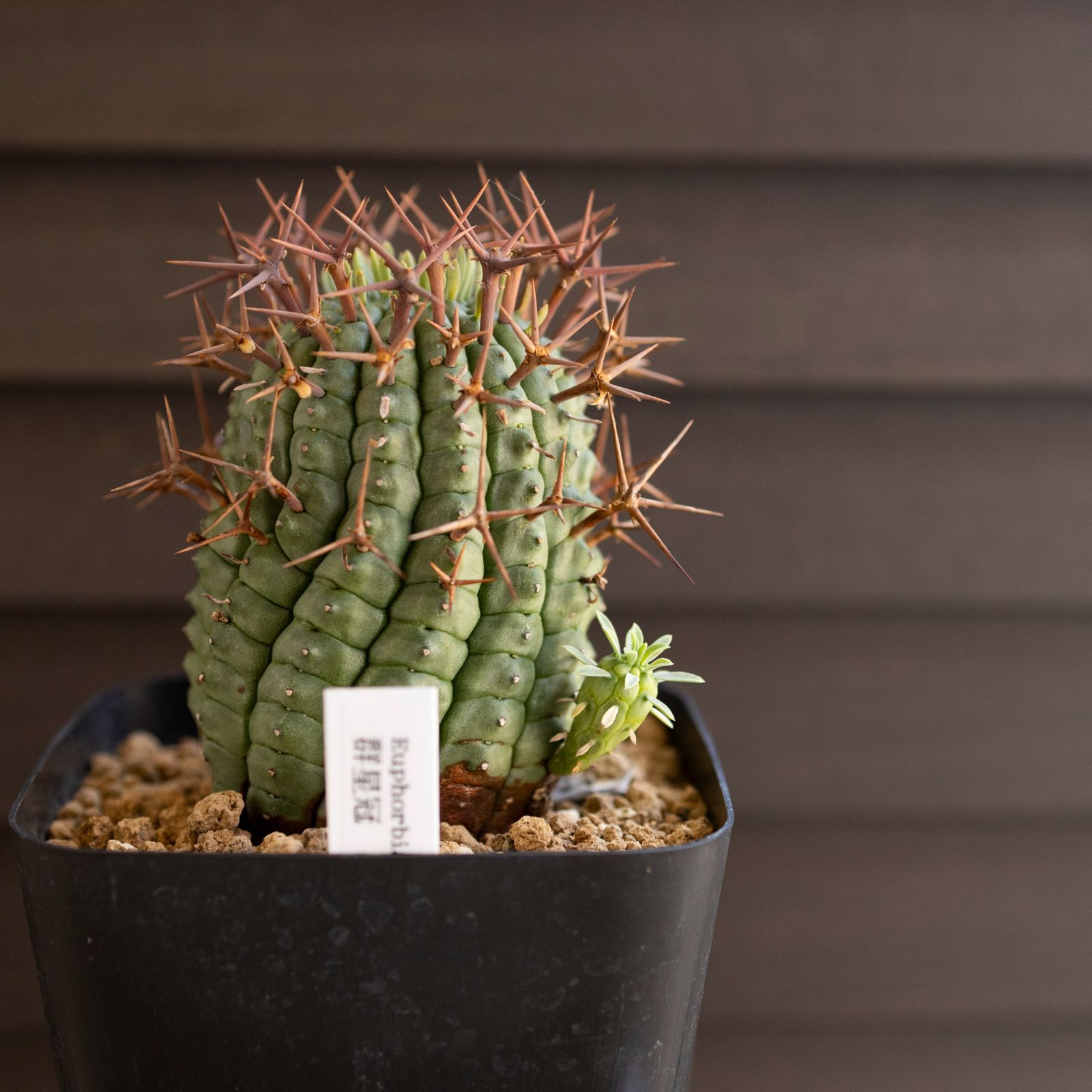 大株】ユーフォルビア 群星冠 ステリスピナ 子株付き Euphorbia
