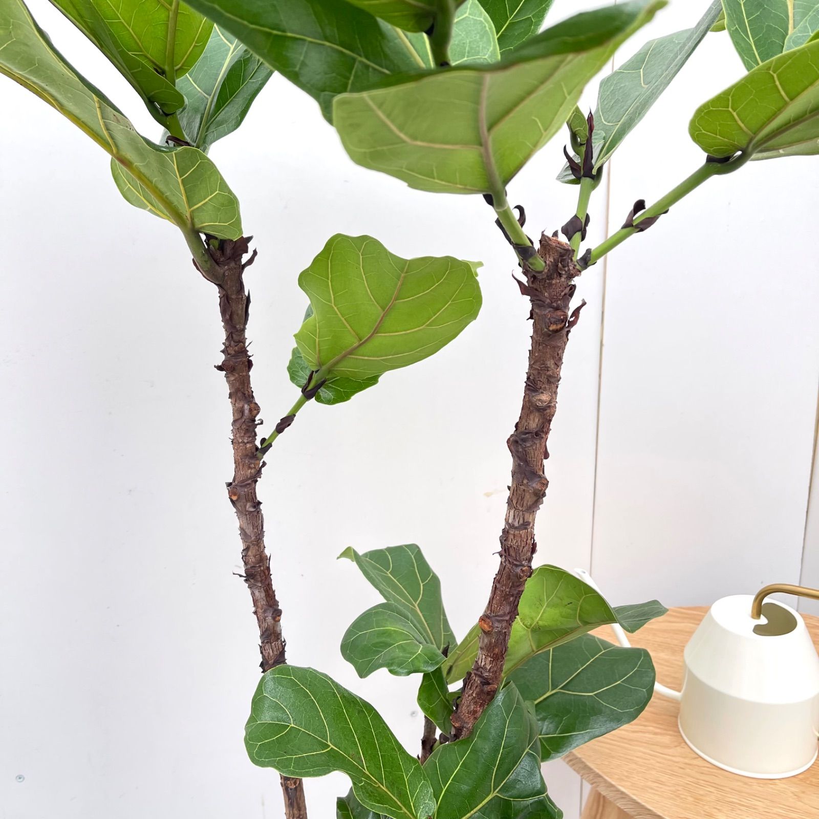 カシワバゴム　フィカス　リラータ　2【現品】観葉植物　大型　室内 カシワバゴム フィカス リラータ 2【現品】観葉植物 大型 室内
