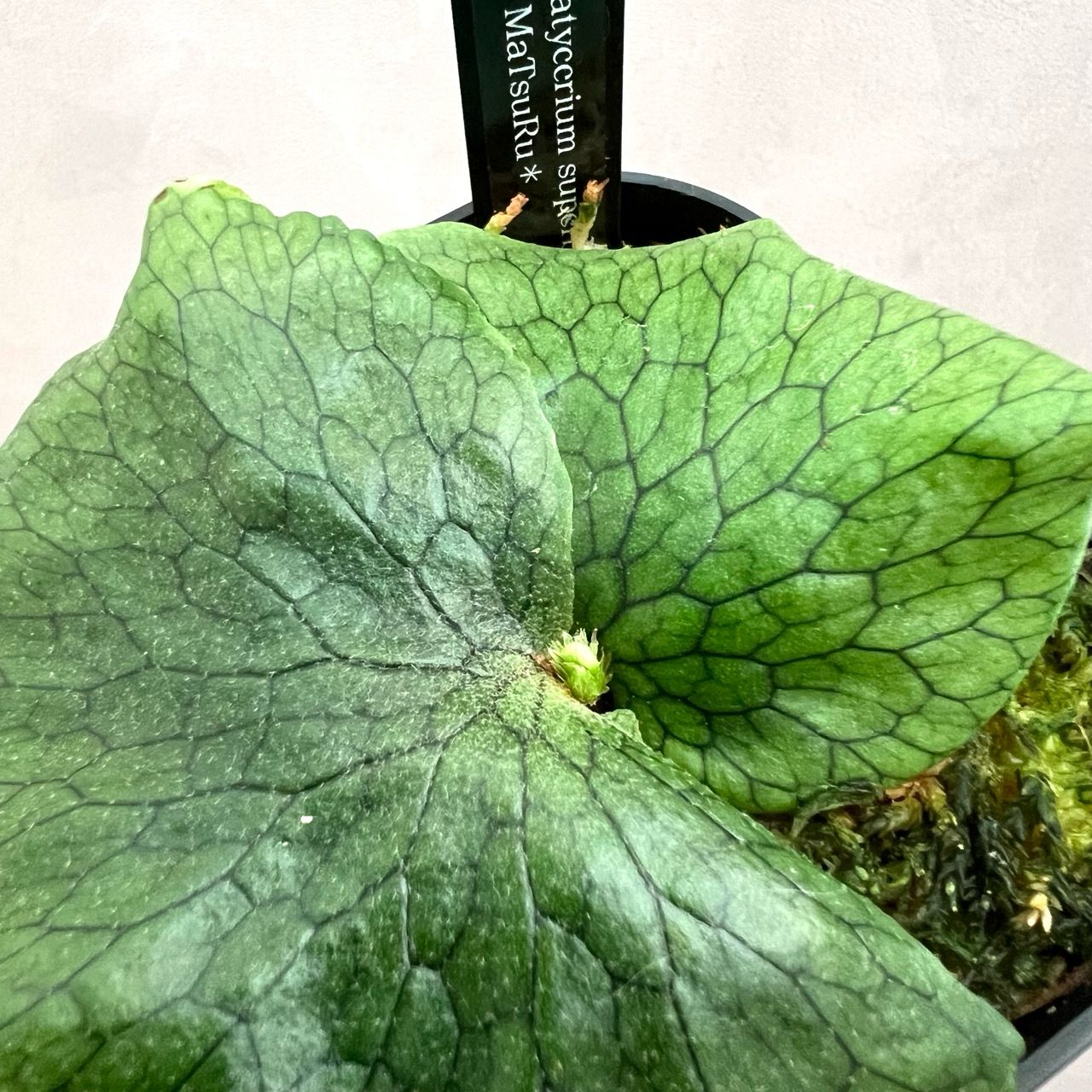 ビカクシダ P. Superbum Dwarf sporeling ビカクシダP. Superbum Dwarf