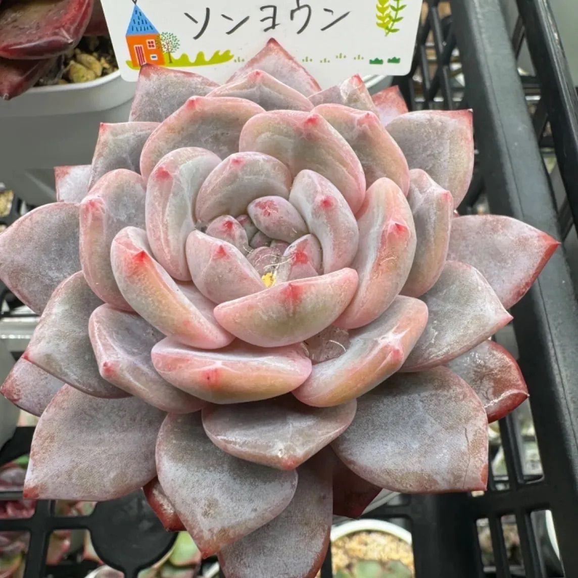 まきちゃん様おまとめ出品