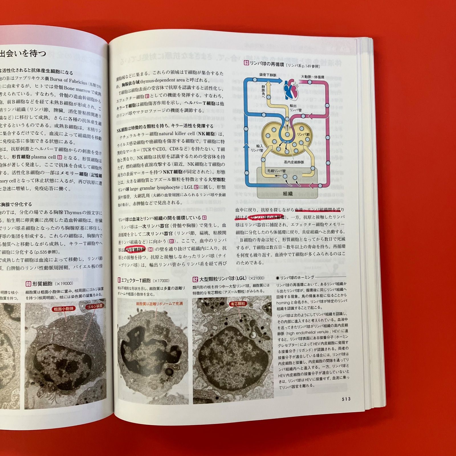 カラー図解 人体の正常構造と機能(全10巻縮刷版・全1冊)