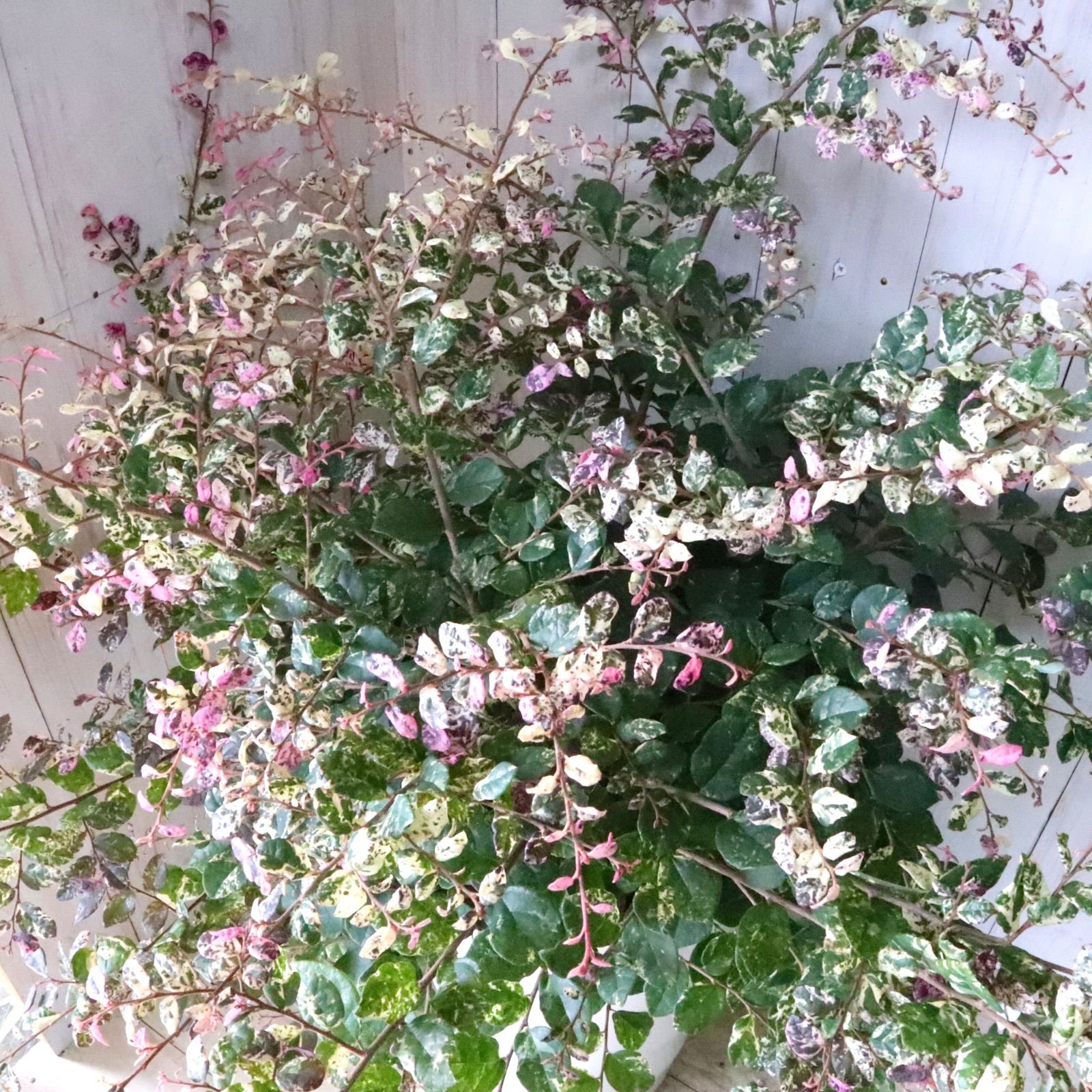 立派♡トキワマンサク♡七彩♡8寸鉢♡ 立派♡トキワマンサク♡七彩♡8寸鉢♡ トキワマンサク 「七彩」（しち