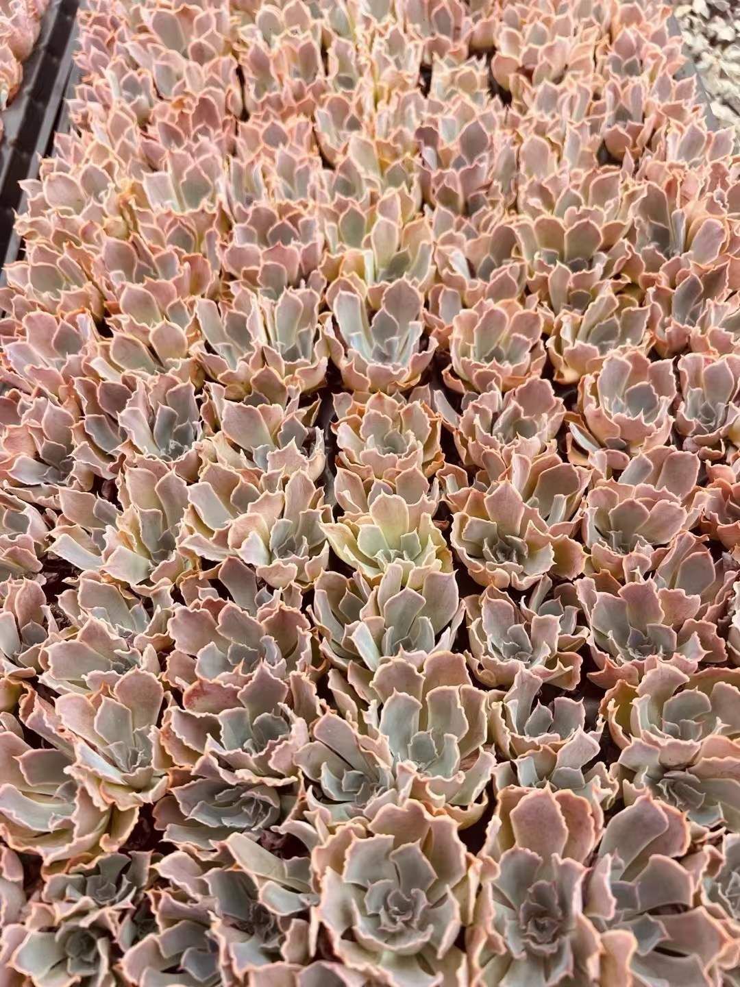 フェロカクタス赤鳳ピロサス 大株◇赤棘ドライガーデン多肉サボテン