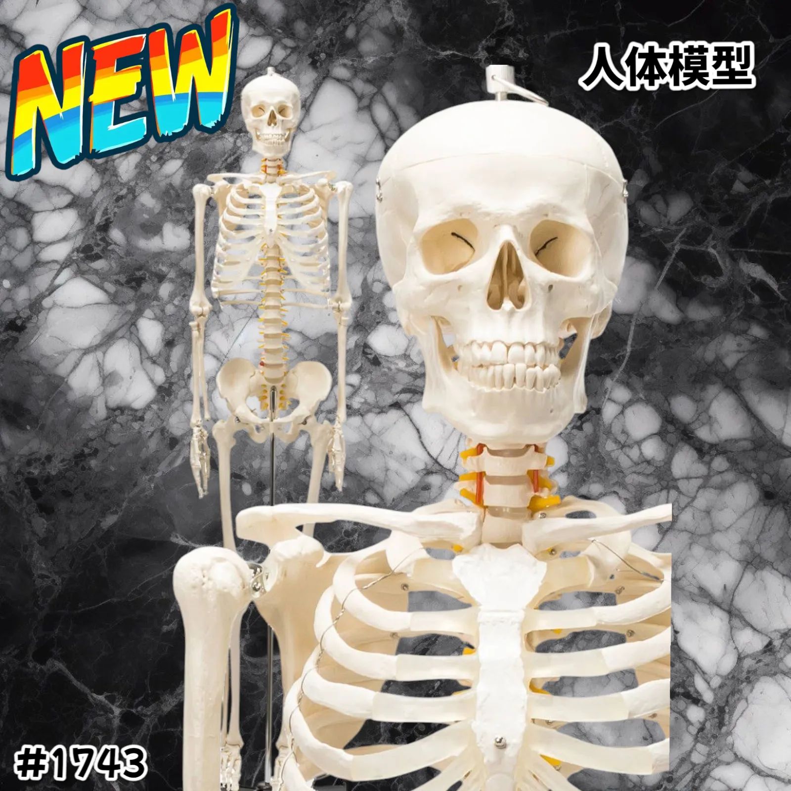 ☆等身大 人体模型 170cm 神経根有り 全身骨格模型 骨格標本 1743 1743