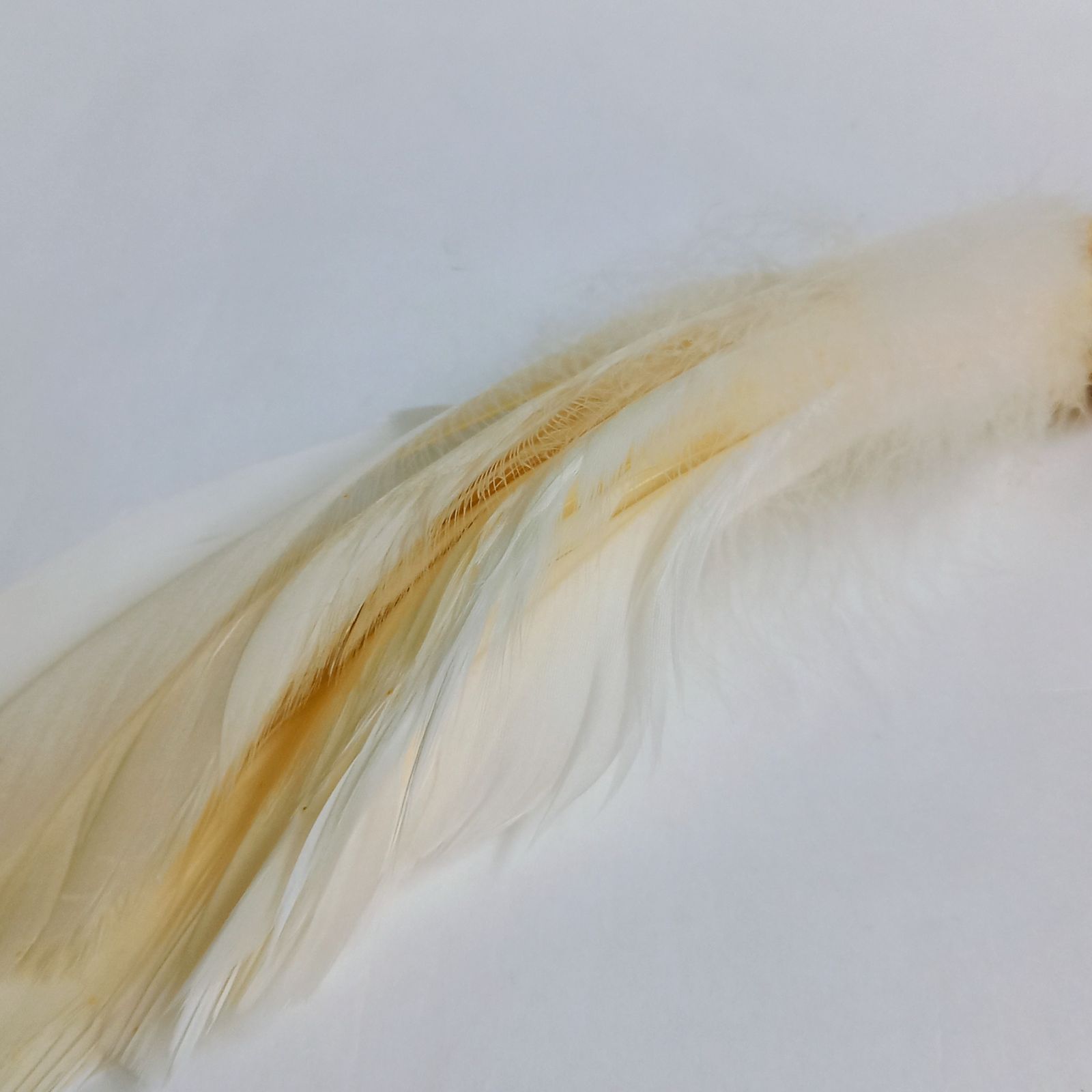 羽箒 つかみ羽根 白鳥 紙箱入 掴み羽根 工芸品 炭道具 水屋道具 茶道具