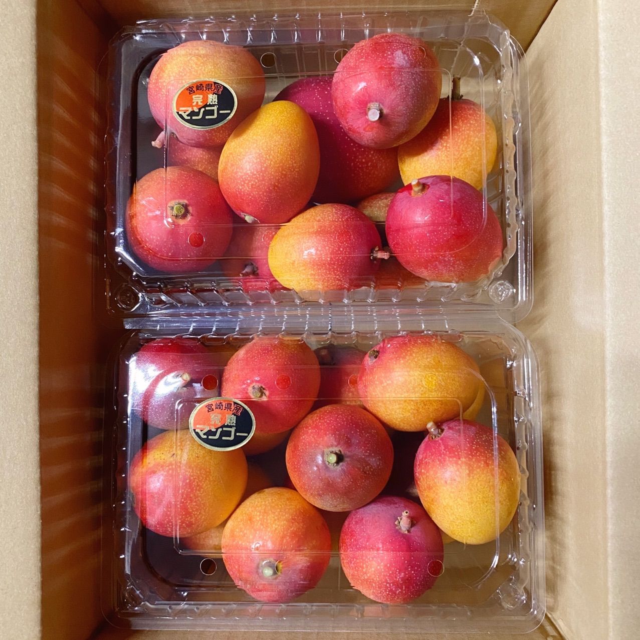 宮崎県産 完熟マンゴー 1.5kg クール便 【公式通販】