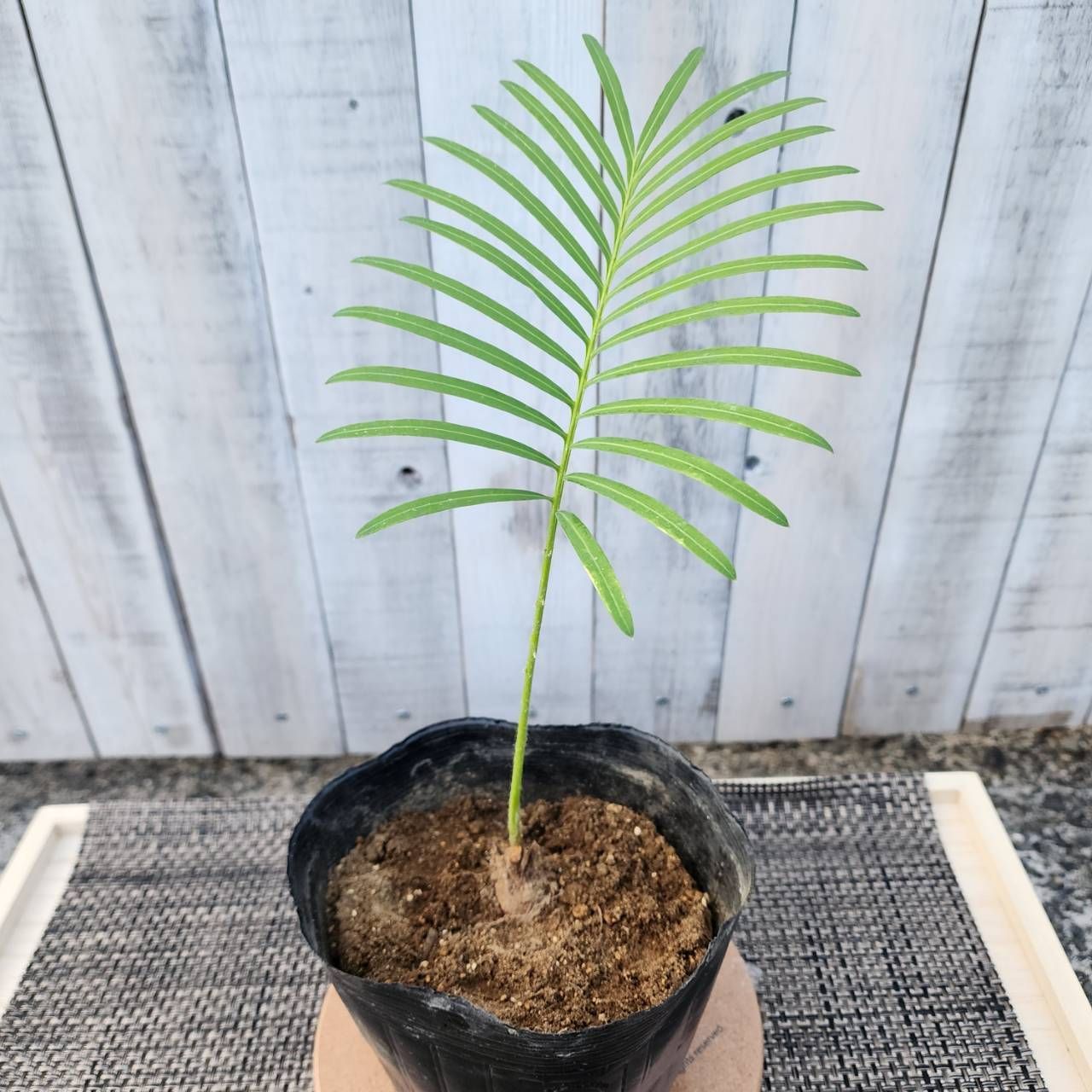 ソテツ】【鉢ごと発送】 タイシルバーソテツ Cycas sp.silver 2025-7