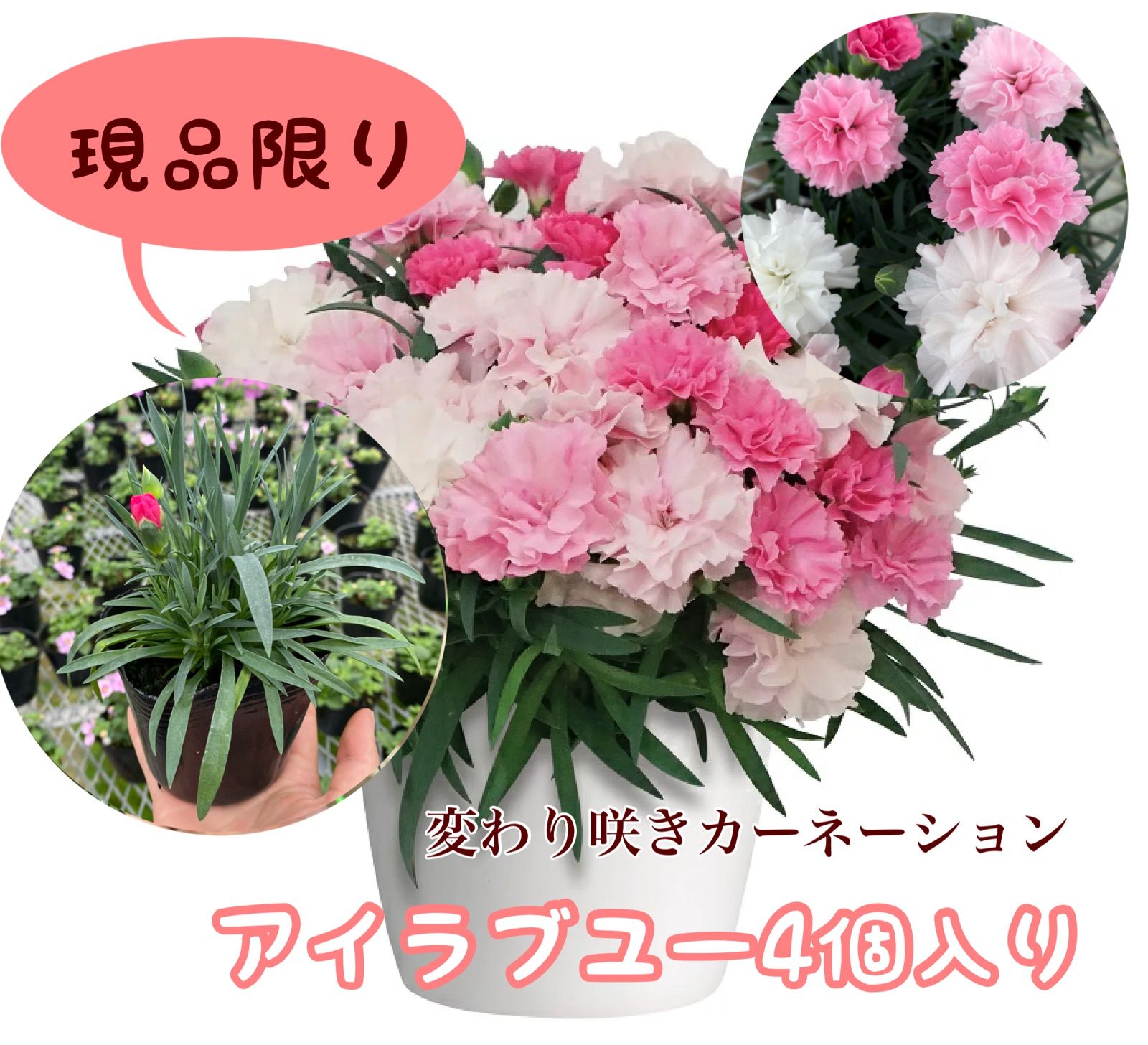 メルカリshops 人気no 1 ガーデンカーネーション アイラブユー 4個入り 9cmポット苗
