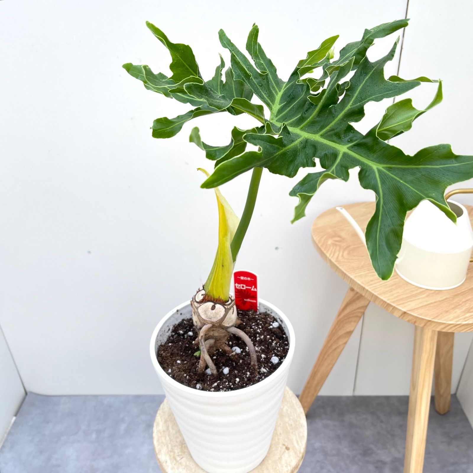 フィロデンドロン セローム 根上がり 3【現品】観葉植物 室内 6