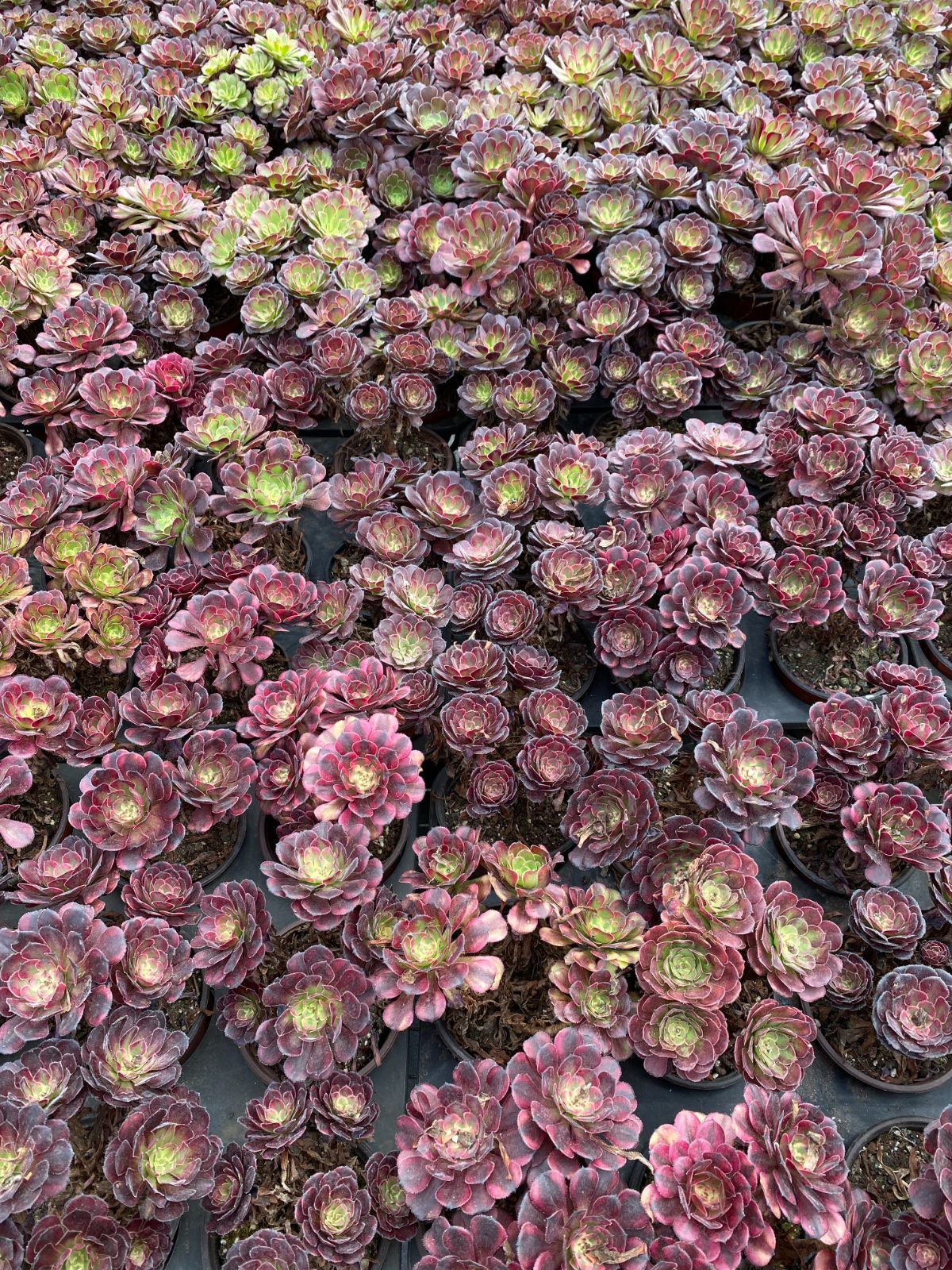 ZM1737×16 コウガン