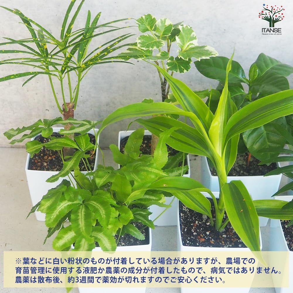 数量限定】2個セット【品種で選べる観葉植物】卓上サイズの、ミニ