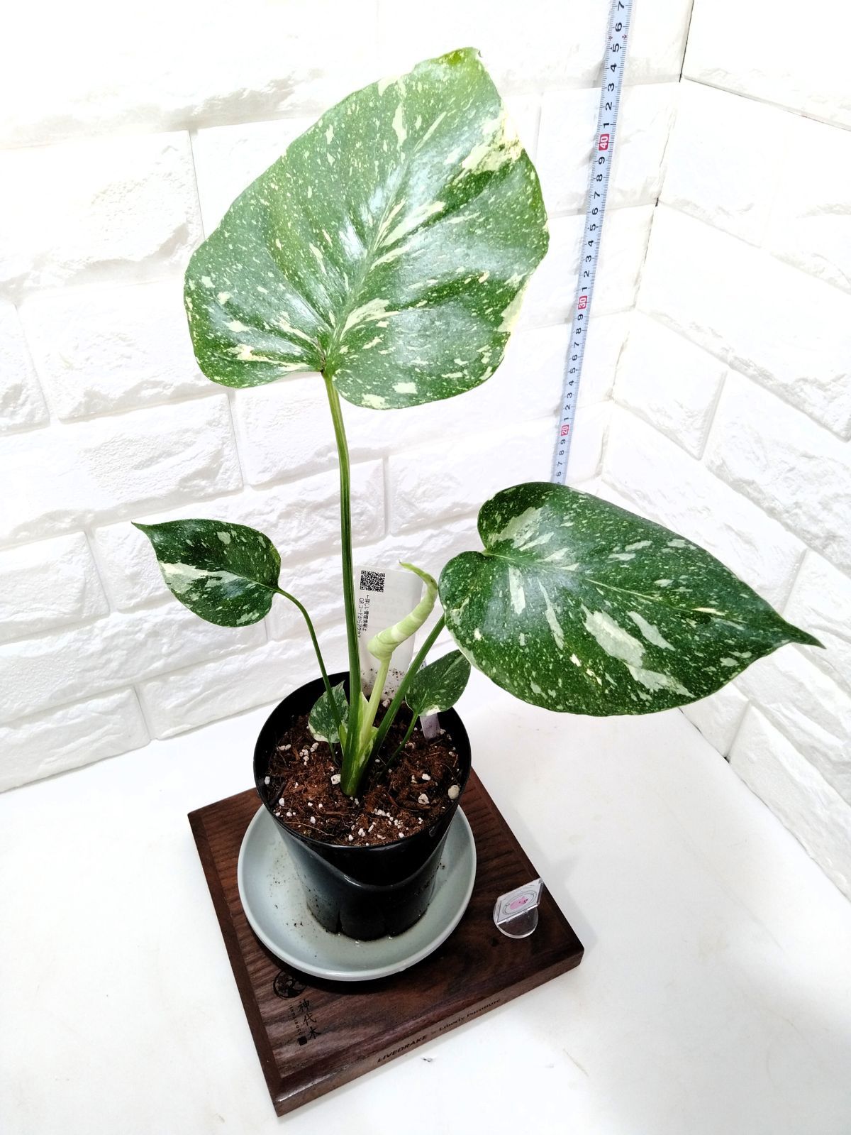 Mousa LU Serum & STEM BRIGHT セット