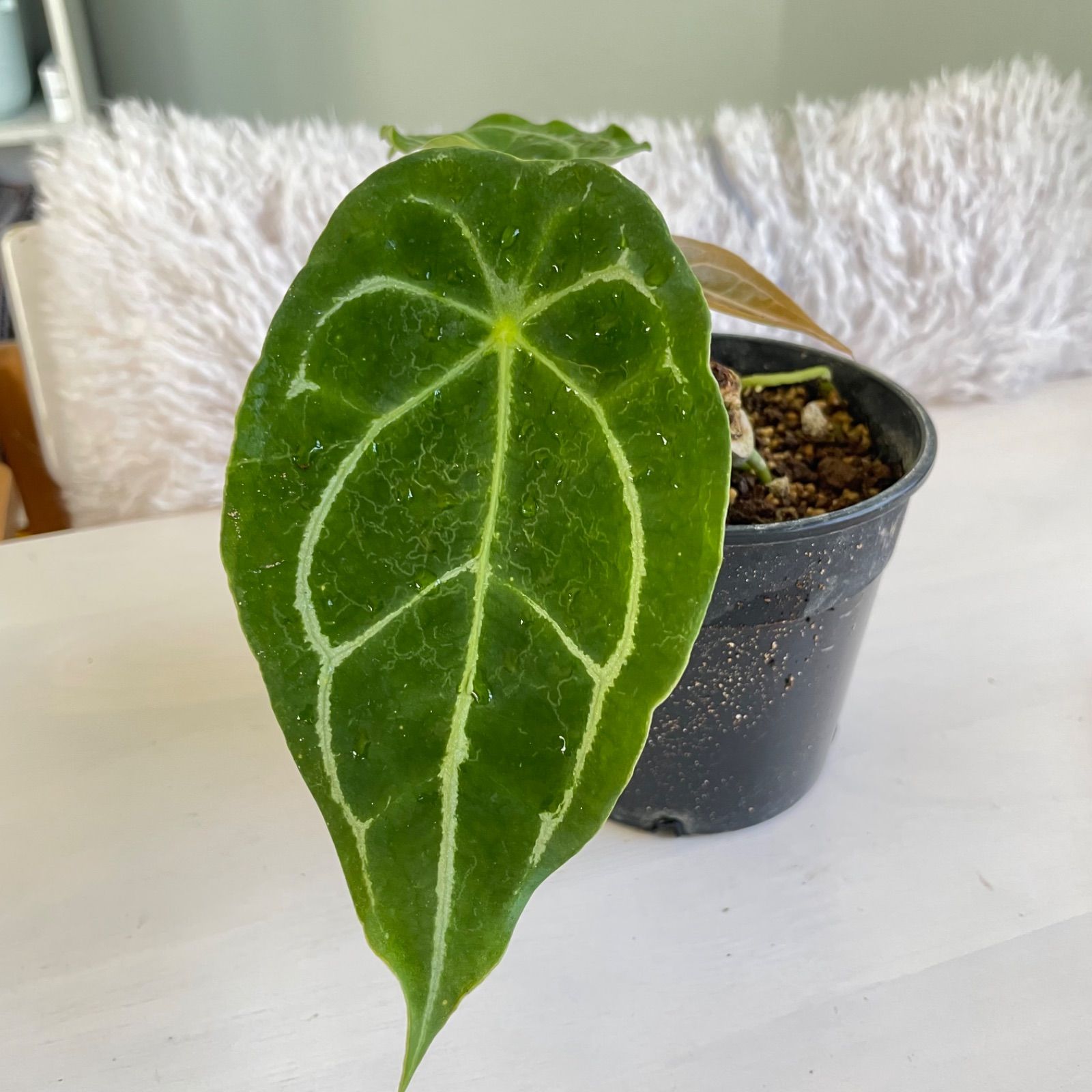 希少　アンスリウム　クラリネルビウム　斑入り　美株　激レア　鉢ごとメルカリ便④ 希少 アンスリウム クラリネルビウム 斑入り 美株 激レア 鉢ごと