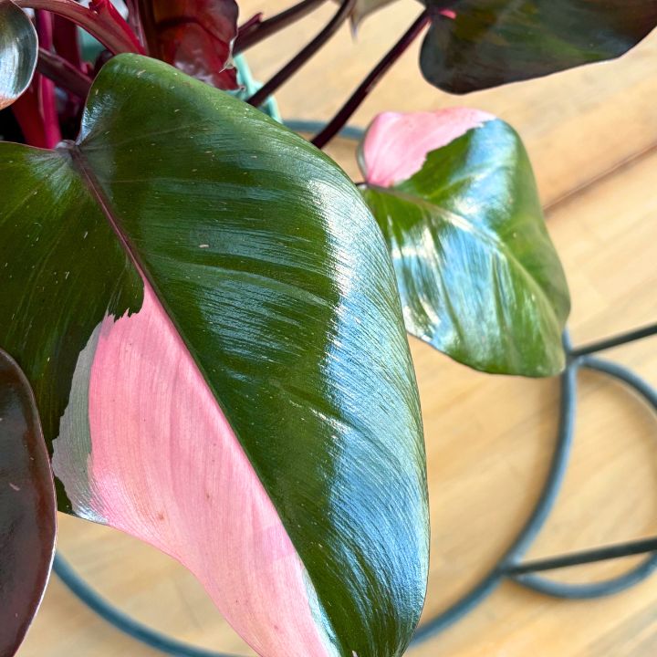 観葉植物】人気 ピンク色の斑 フィロデンドロン ピンク
