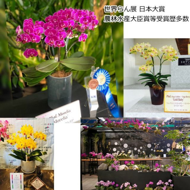 5本立ち ギフト