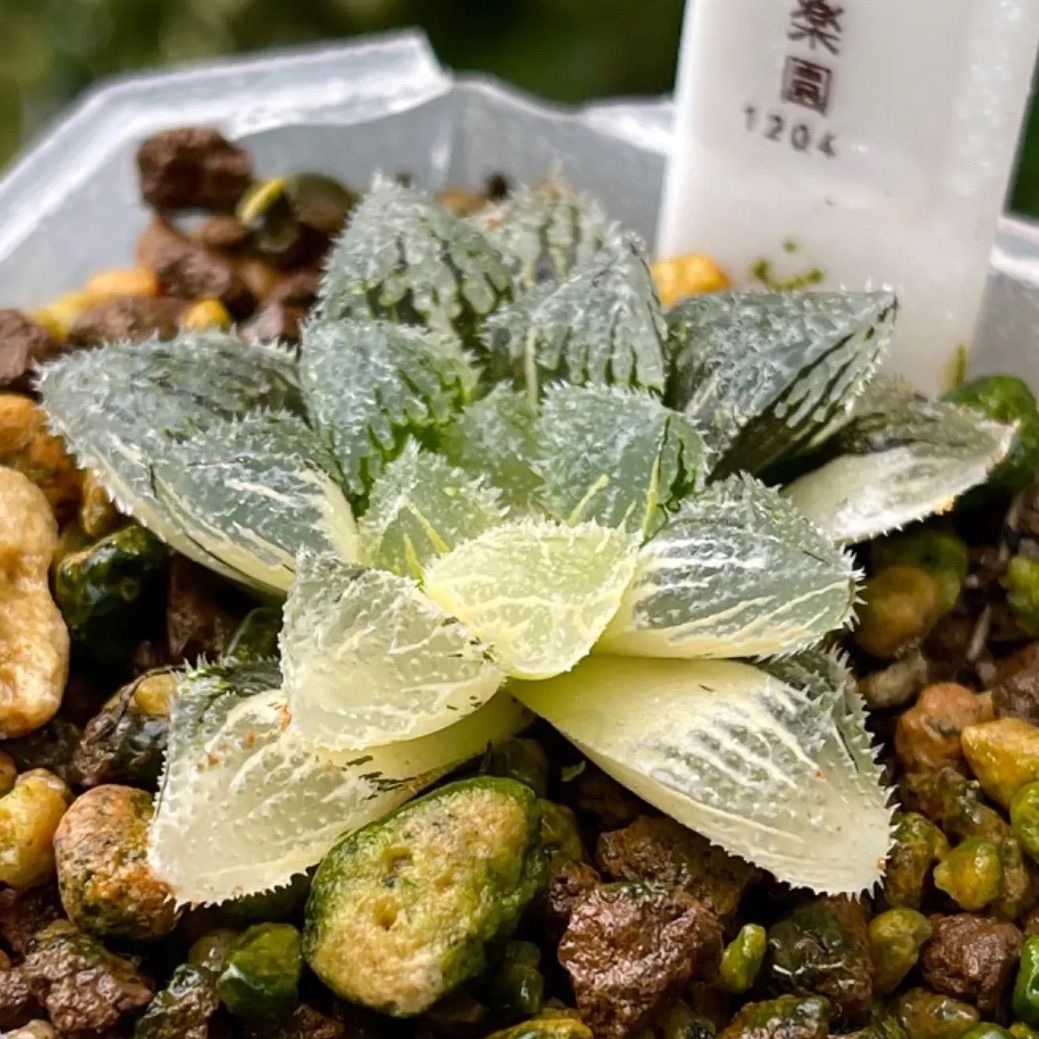 多肉植物 魔剣錦 ハオルチア ハオルシア 超美株1204 - メルカリ