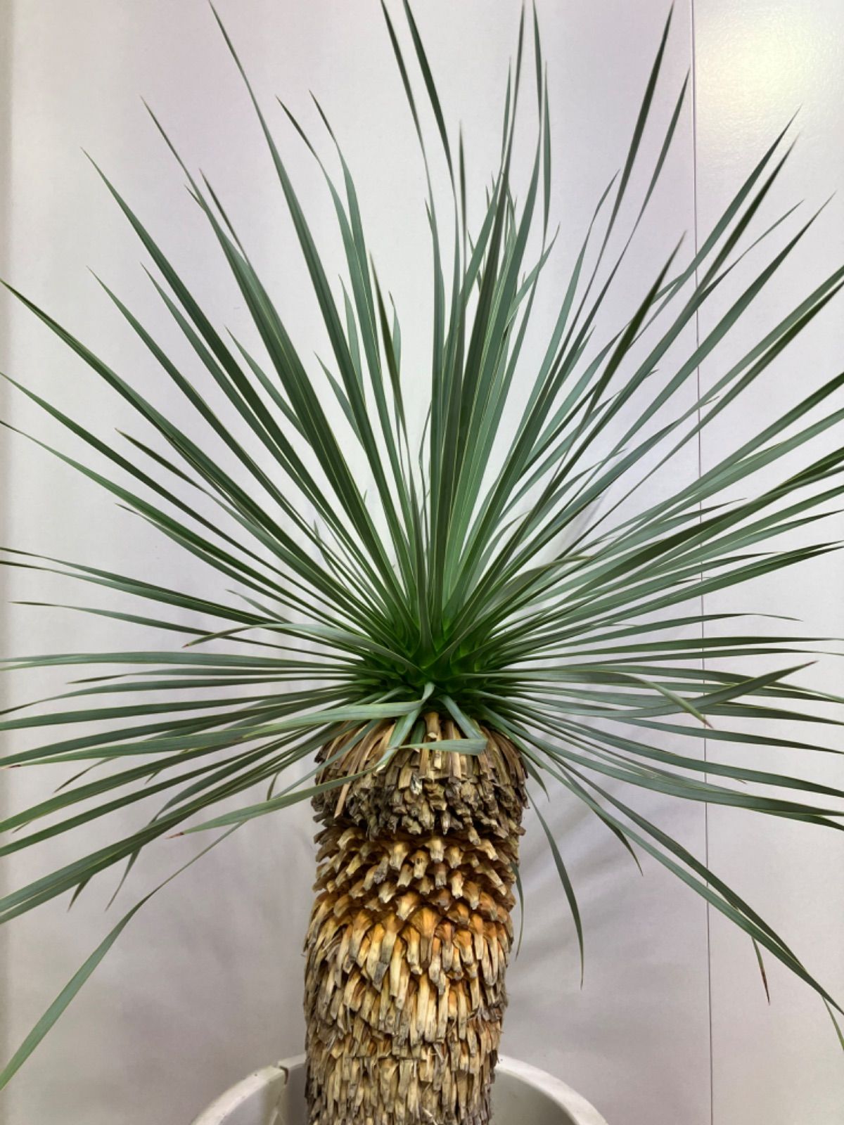 ユッカ・ロストラータ 尺鉢 ドライガーデン 庭 観葉植物 ガーデニング