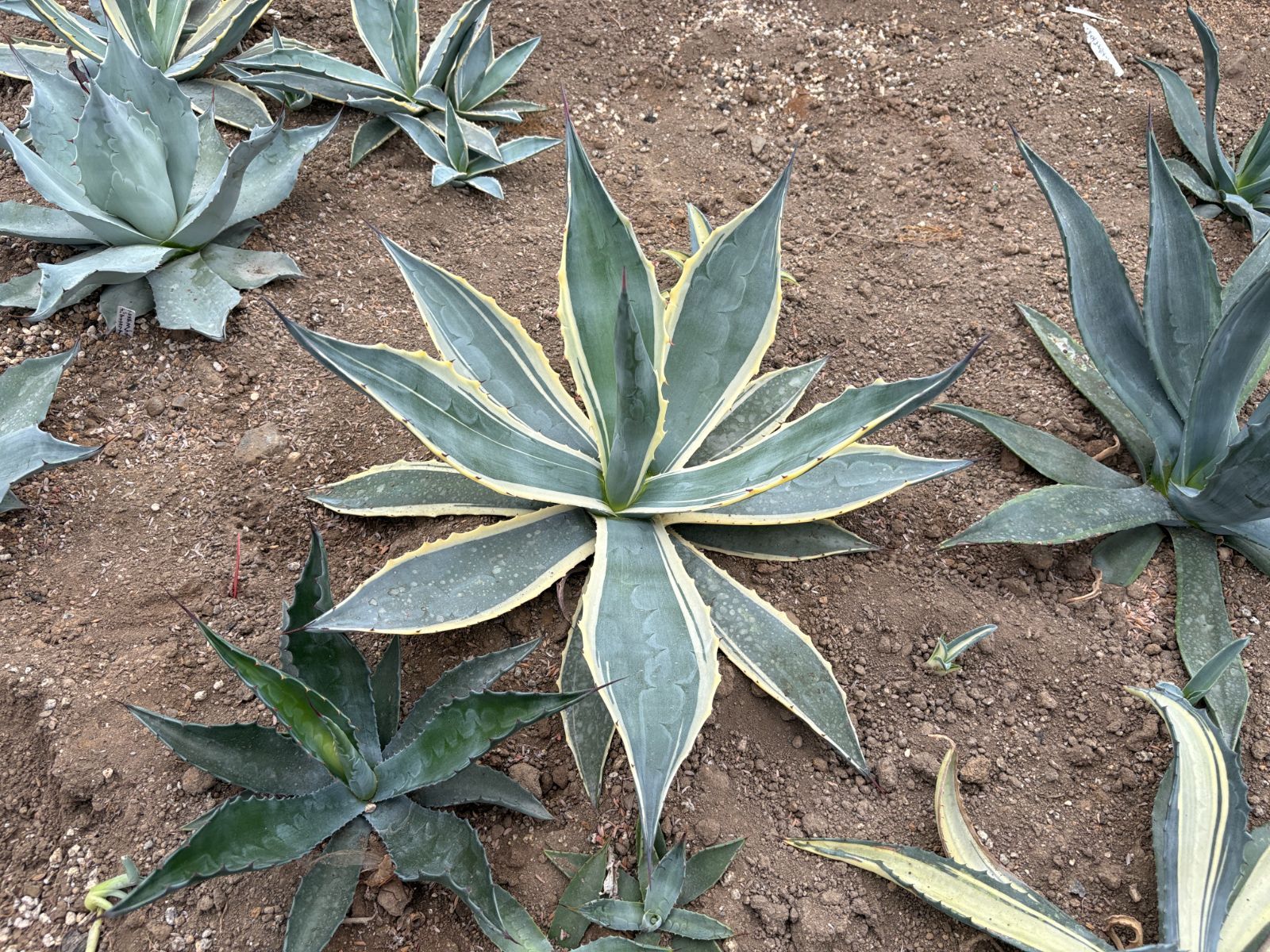 アガベ　マシュマロクリーム　約５０ cm 大株　ドライガーデン　アメリカーナ アガベ マシュマロクリーム 大型株 50㎝ AGAVE アガベ アメリカーナ