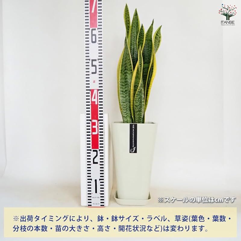 ＩＴＡＮＳＥ サンスベリア ローレンティ 6号 受皿付き 1個売り 品種で選べる観葉植物 学名 Sansevieria trifasciata ‘Laurentii’ リュウゼツラン科サンセベリア属 流通名 サンスベリア センセベリア トラノオ 原生 YUZUMIYA_COM