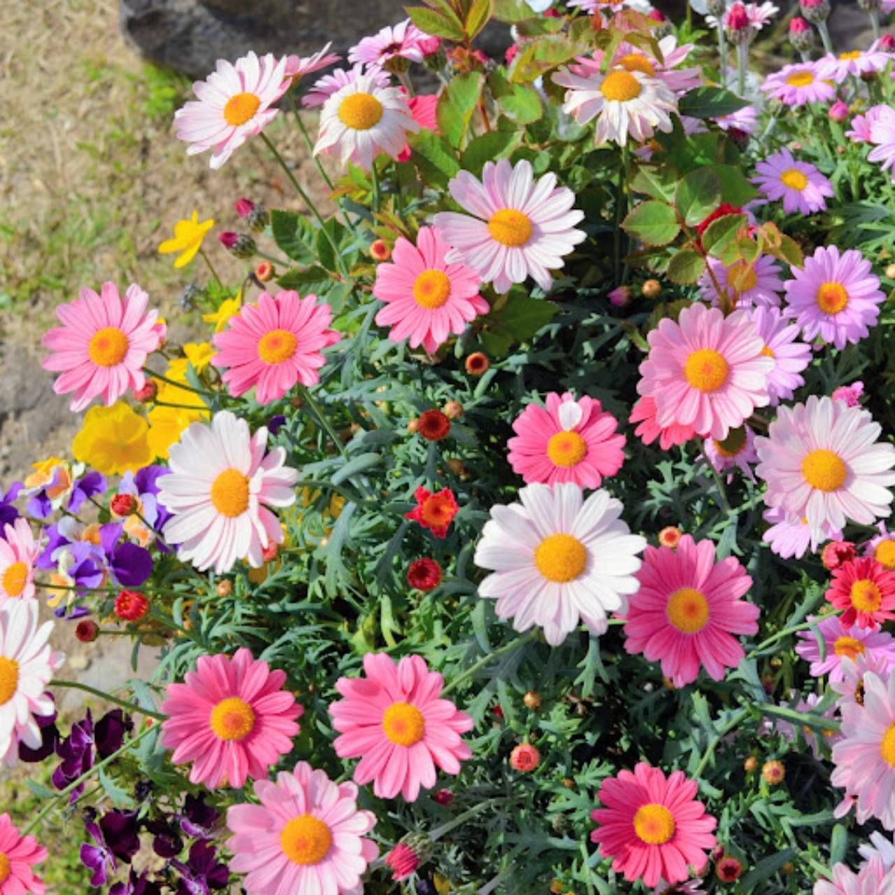 ダイカンドラ 花の種子 30g！緑肥 芝生代用 - 花