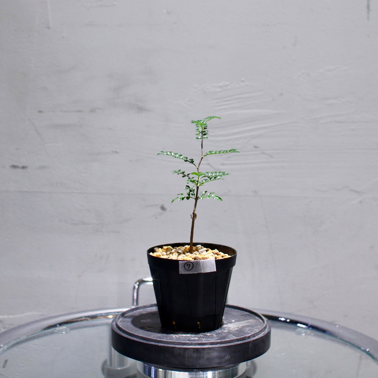 オペルクリカリア　パキプス　実生株 オペルクリカリア パキプス 実生株 ⑦ - メルカリ