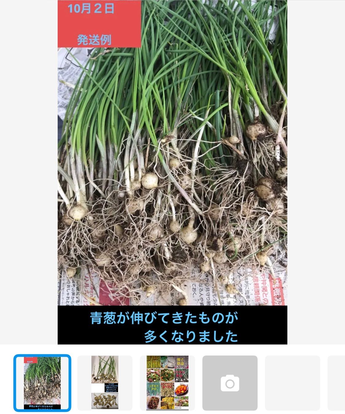 ☆希少品☆絶品!! 美味しい にらの茎 500g 極甘!! ハウスにら 【本日