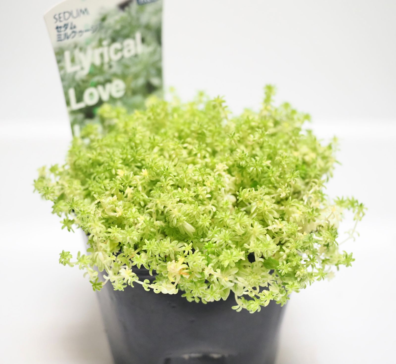 多肉植物 斑入りセダム ミルクゥージ　正規品ラベル付　抜き苗 多肉植物 斑入りセダム ミルクゥージ 正規品ラベル付 抜き苗 【公式通販】