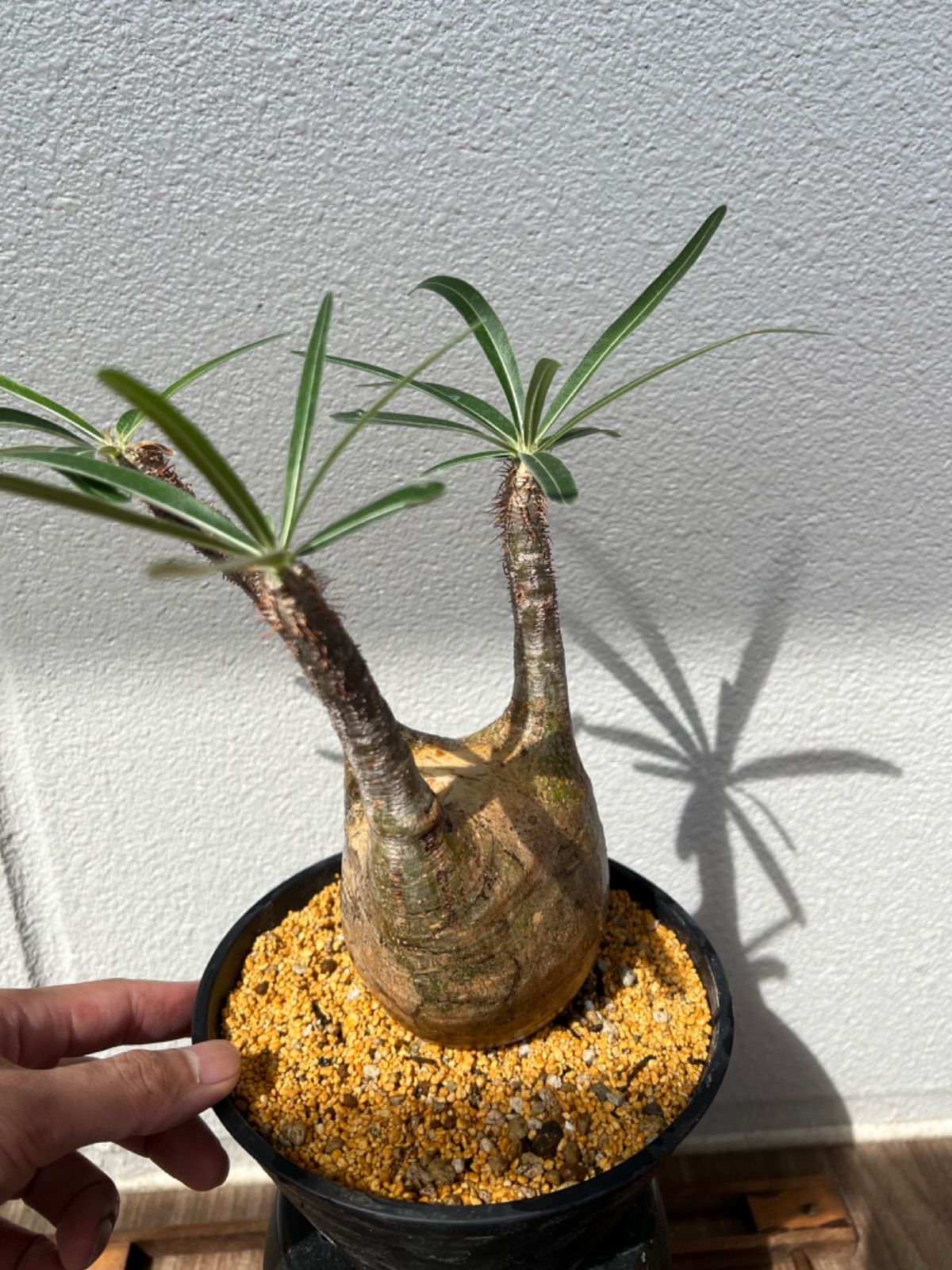 定番再入荷美株 パキポディウム グラキリス 発根済 扁平まん丸良型株 Pachypodium Gracilius 塊根植物invisibleinc パキプス サボテン サボテン