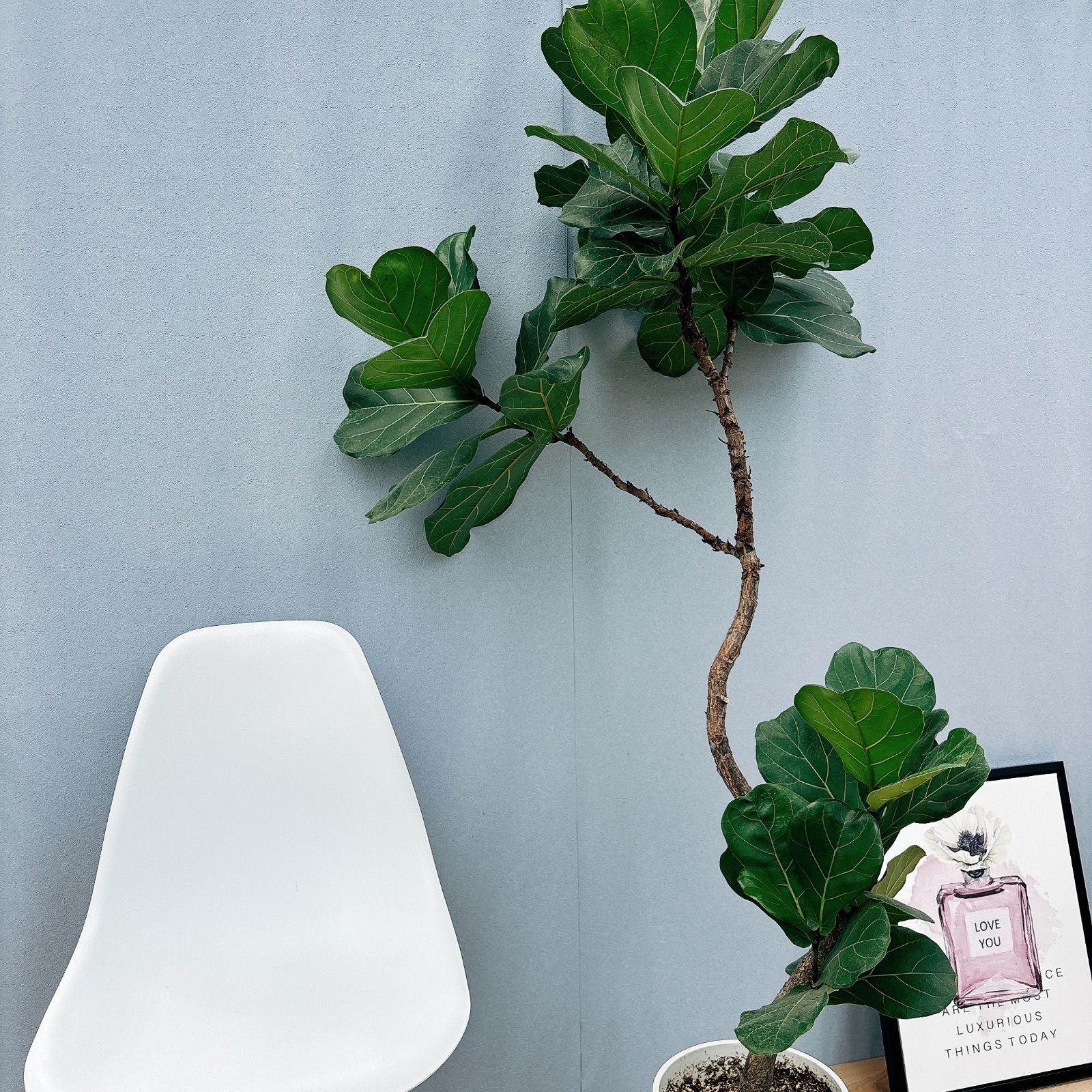 ［現品］4番　カシワバゴムノキ　フィカス　リラータ　ストレート　8号　大型　室内 現品］4番 カシワバゴムノキ フィカス リラータ ストレート 8号 観葉