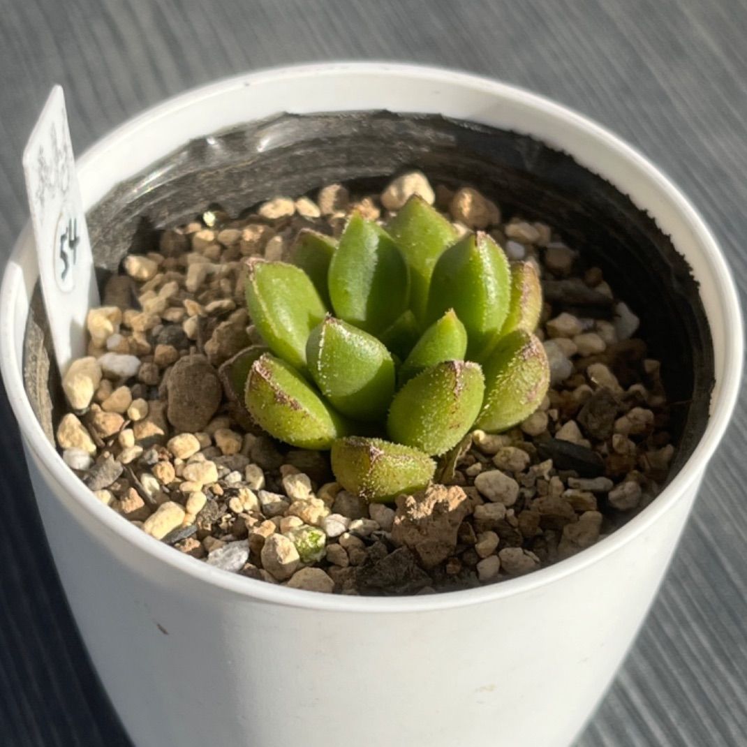 チュブス】☆多肉植物☆エケベリア☆カット苗☆ - メルカリ