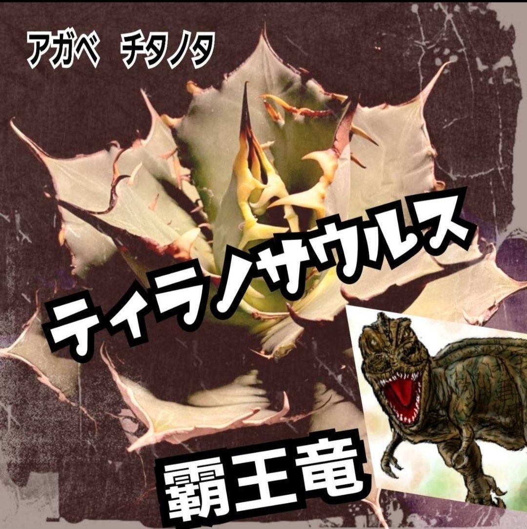 チタノタ 覇王竜 アガベ T-Rex 大株 公式通販 現品・鉢まま出荷アガベ