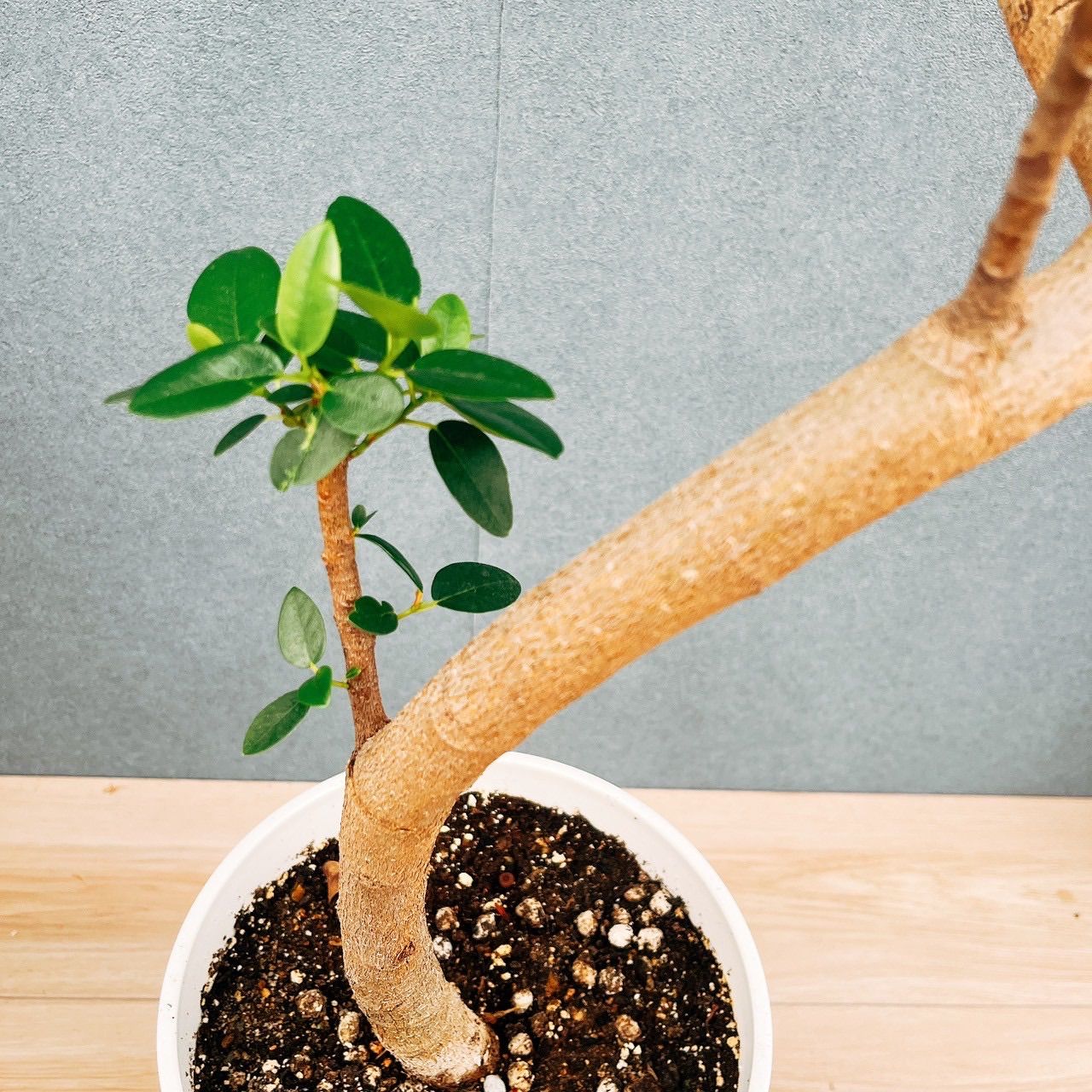 観葉植物 ［現品］1番 フランスゴムノキ 曲がり 7号 フィカスルビ 