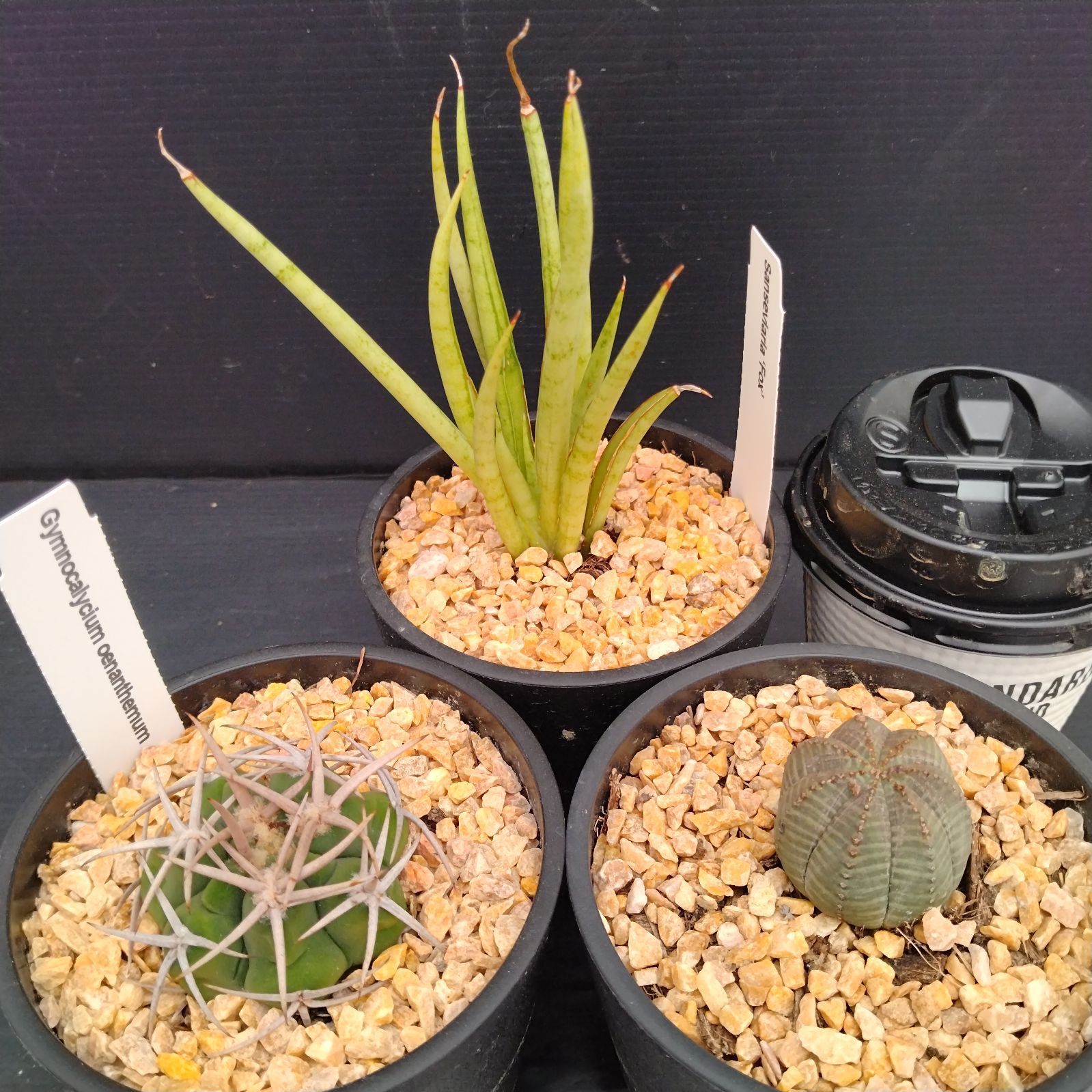 多肉植物 27230_1.jpg