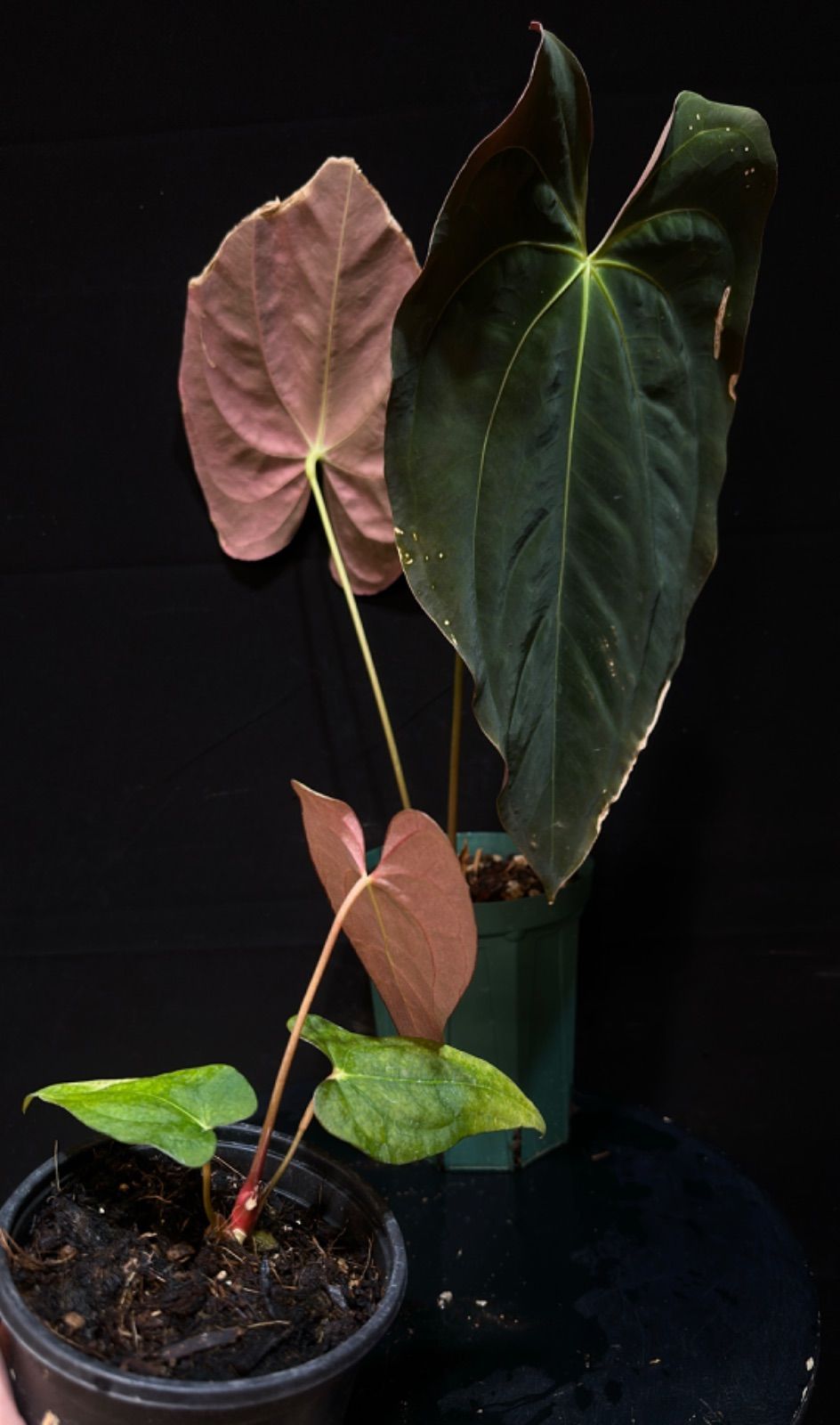 アンスリウム パピリラミナム Anthurium Papillilaminum アンスリウム パピリラミナム Anthurium Papillilaminum