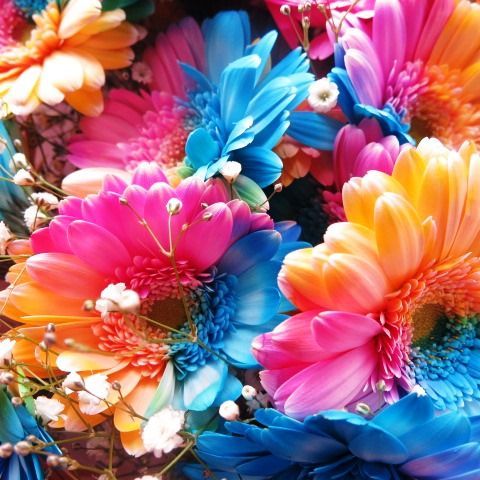 レインボーガーベラ 花束 レインボーガーベラ 25本 花束 サプライズなフラワーギフト レインボーガーベラ