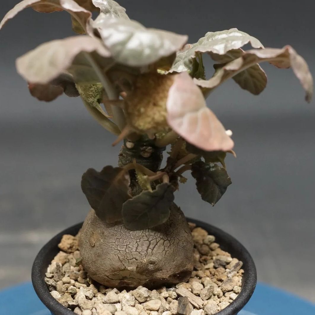 ドルステニア　フォエチダ ドルステニア フォエチダ “多頭タイプ” 「Dorstenia foetida