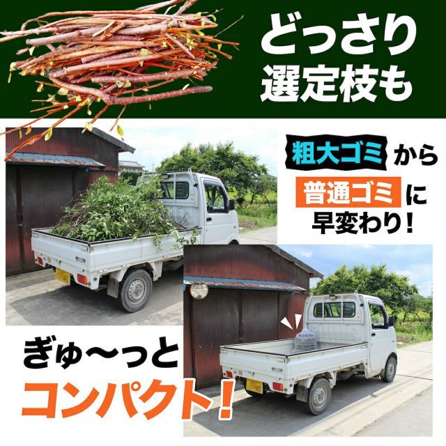 オペルクリカリア パキプス 現地株 valiem鉢付き オペルクリカリア