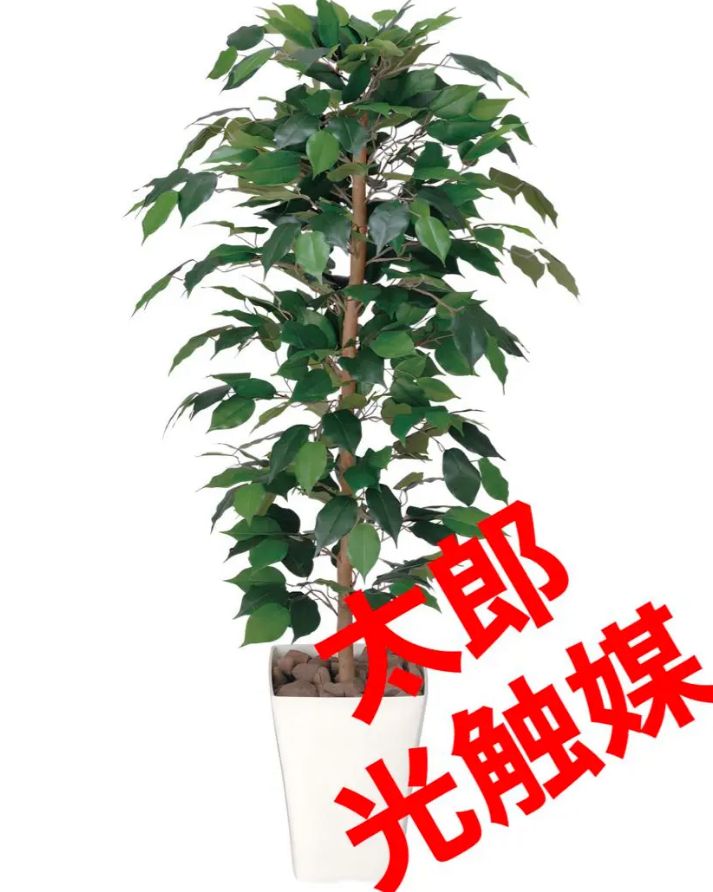 光触媒 人工観葉植物 フェイクグリーン フィカスベンジャミン 1.2m5055-