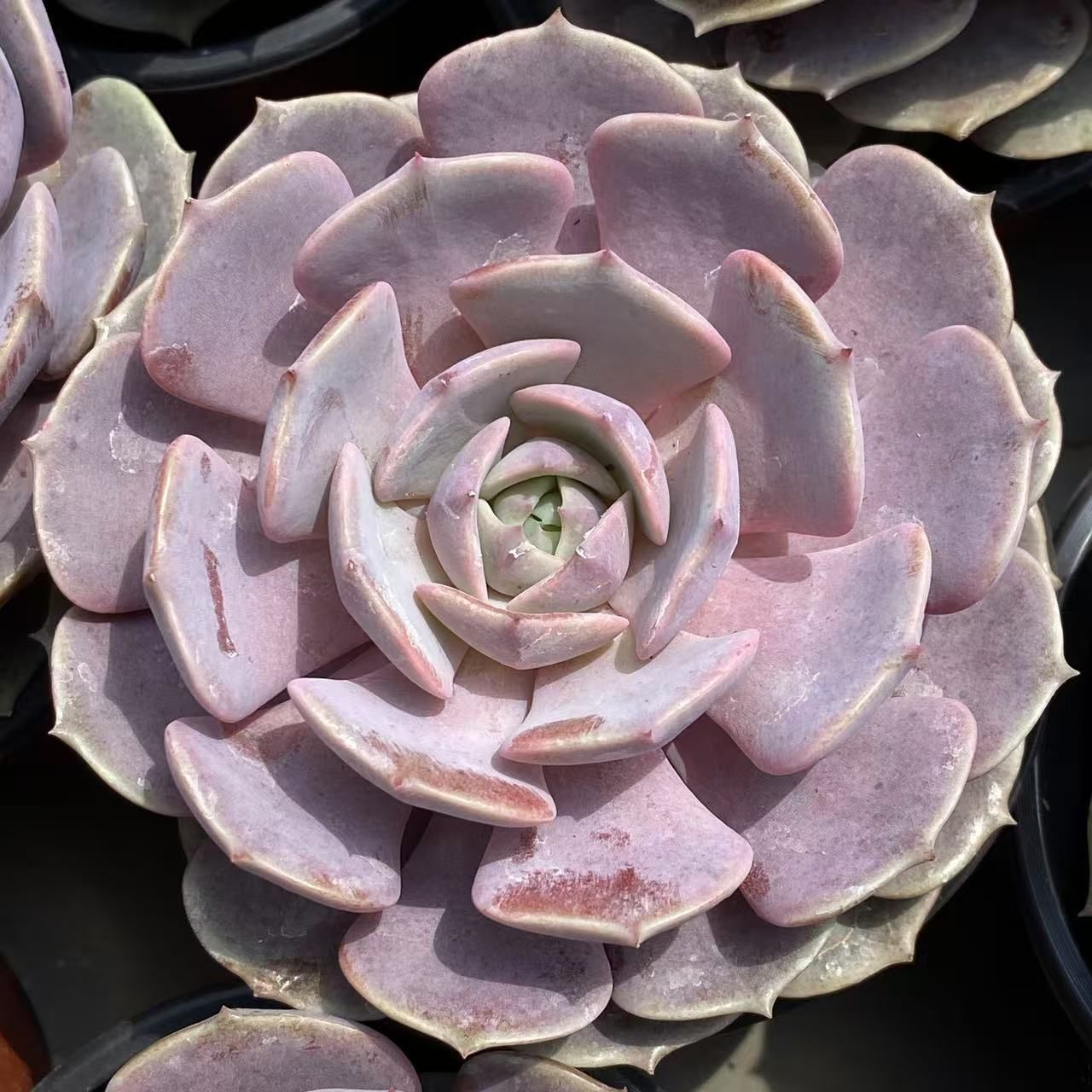 多肉植物 ブラックピンク 韓国苗 ブラックピンク（チャンヒー農園苗