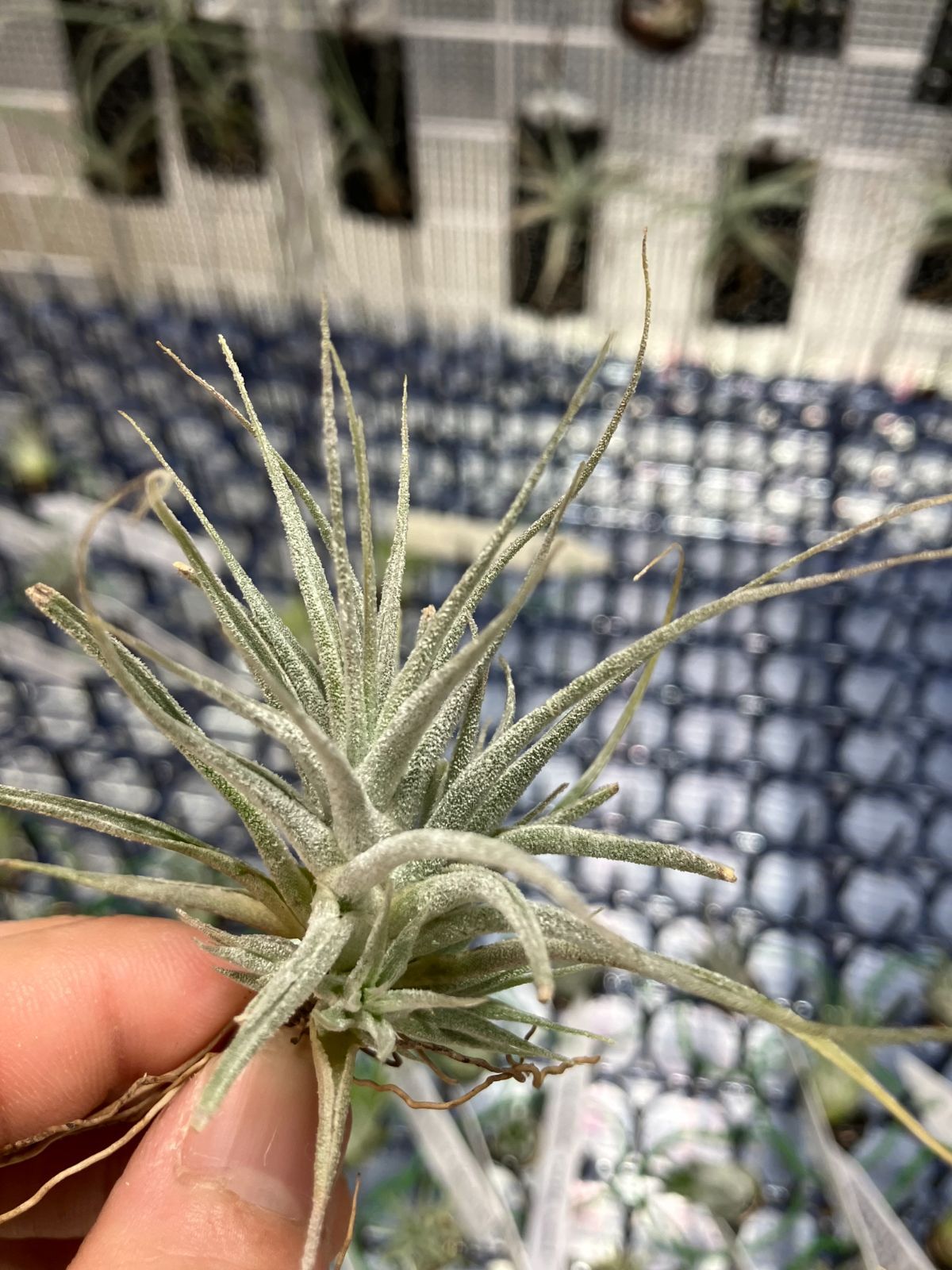 【ネコポス】チランジア エーレルシアナ Tillandsia ehlersiana　キンクマ農園☆T0047