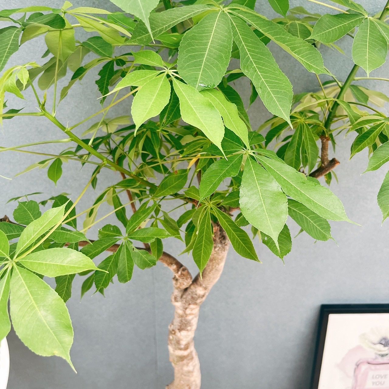 現品　トックリキワタ　南米桜　幹上がり　根上がり　特大　インテリア　観葉植物 現品 トックリキワタ 南米桜 幹上がり 根上がり 特大 インテリア