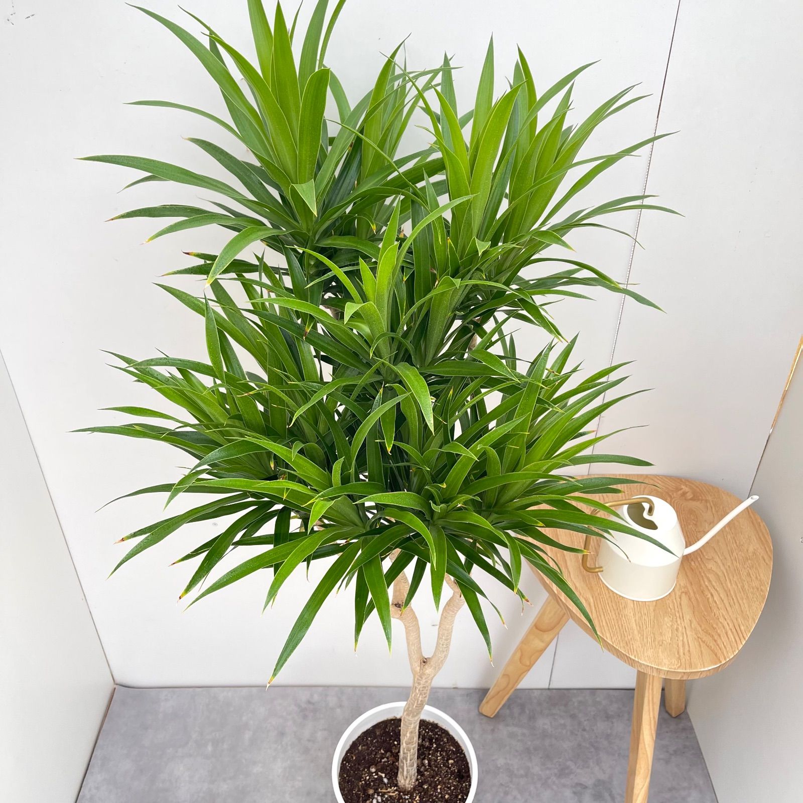現品 観葉植物