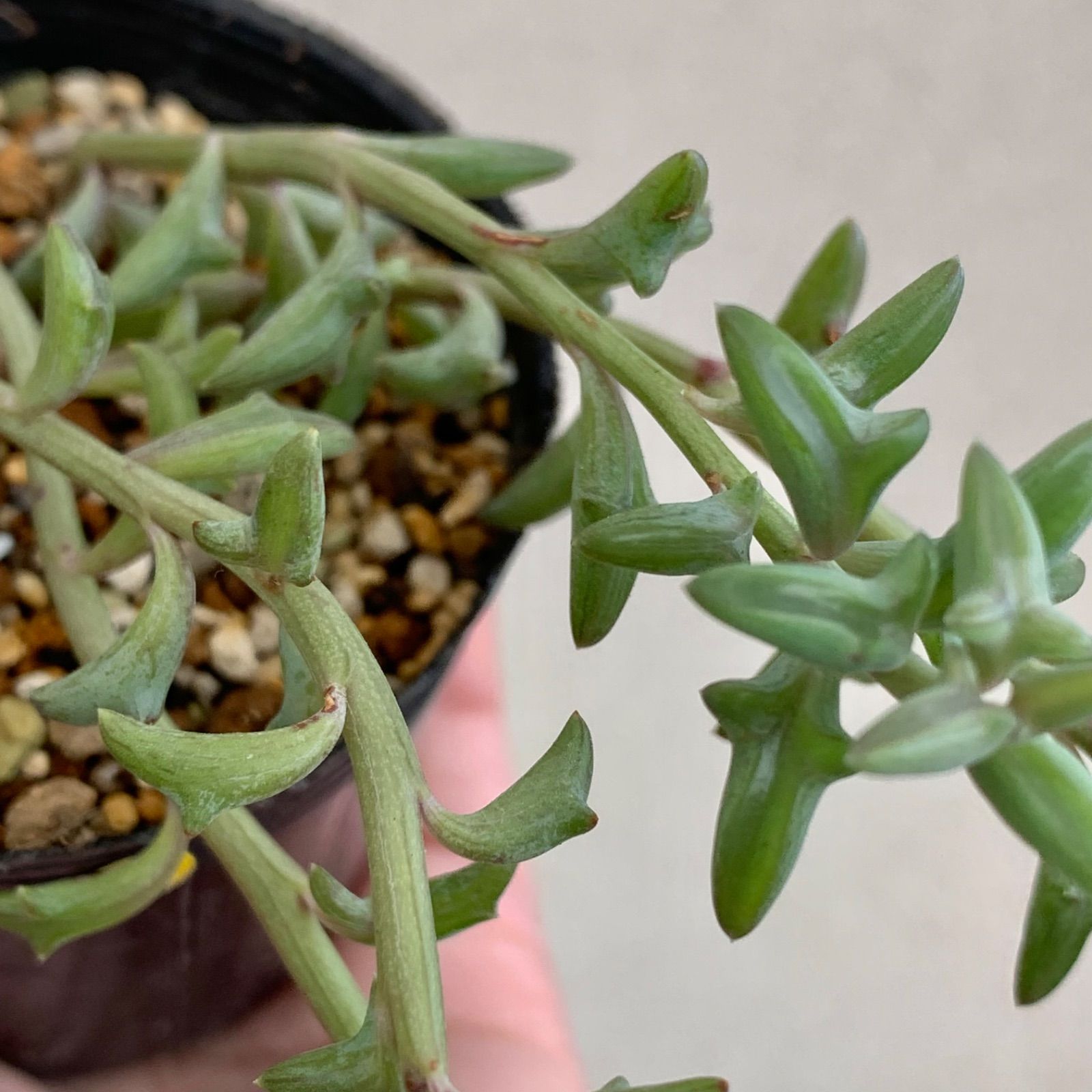 セネシオ アーケリー 抜き苗