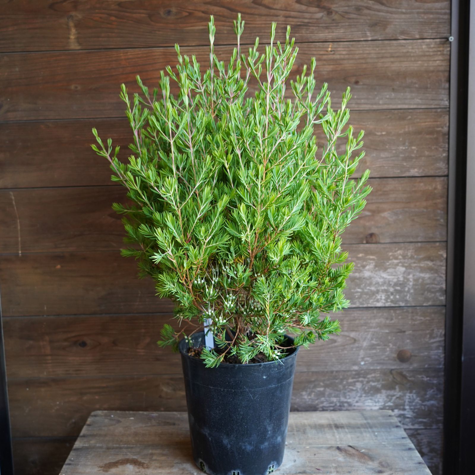 ダーウィニア　プロセラ 🌿 【ダーウィニア プロセラ】 オーストラリア原産の常緑低木で 赤・白