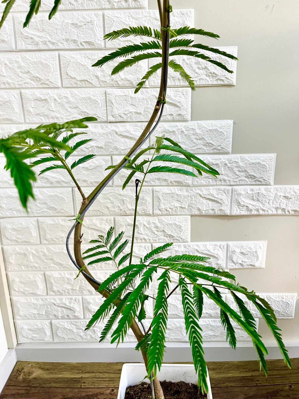 観葉植物 エバーフレッシュ⭐️曲がり⭐️約120cm