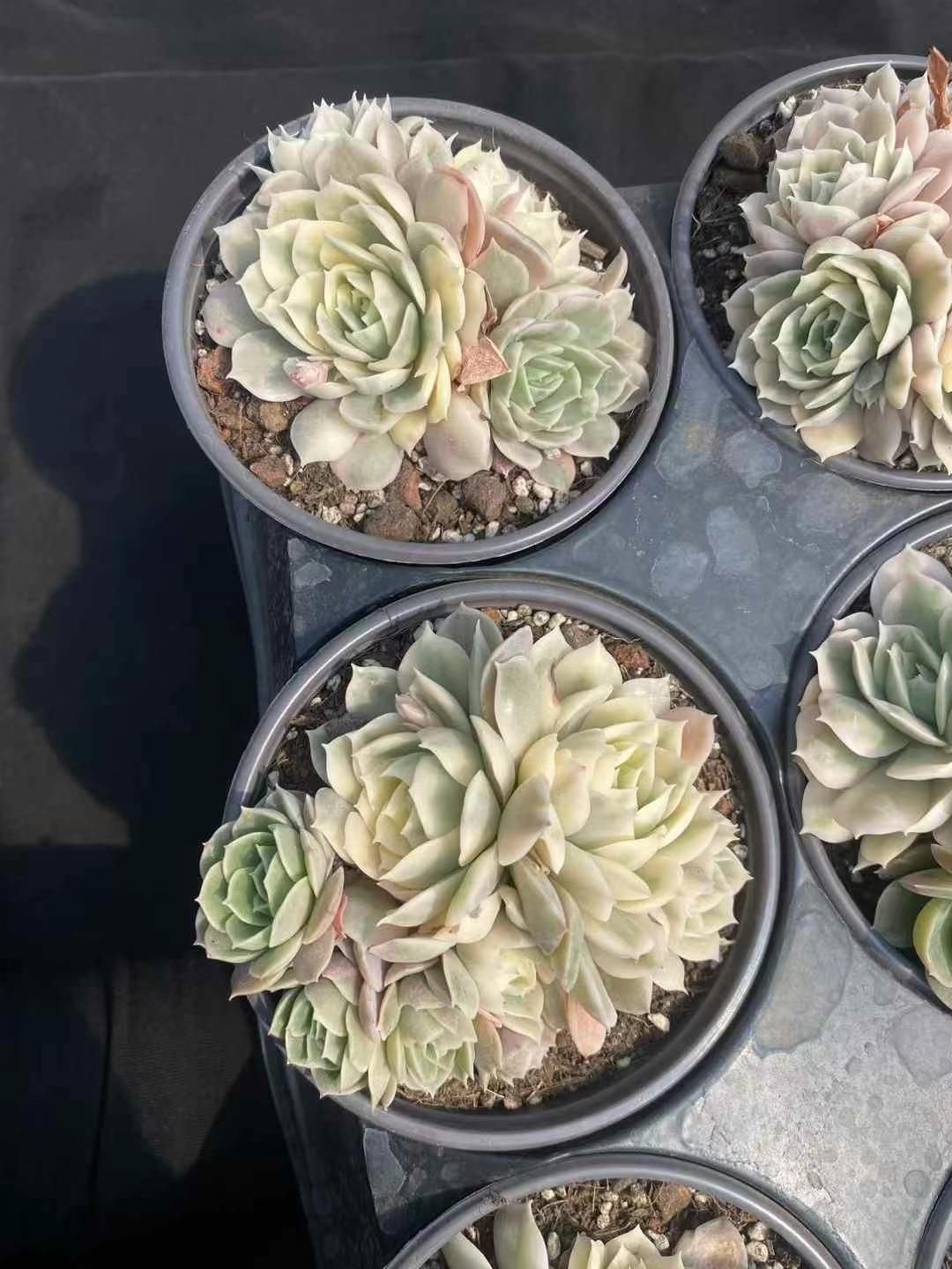 抜き苗 オンスノー錦群 MY233×15株 ふっくら 多肉植物 エケベリア