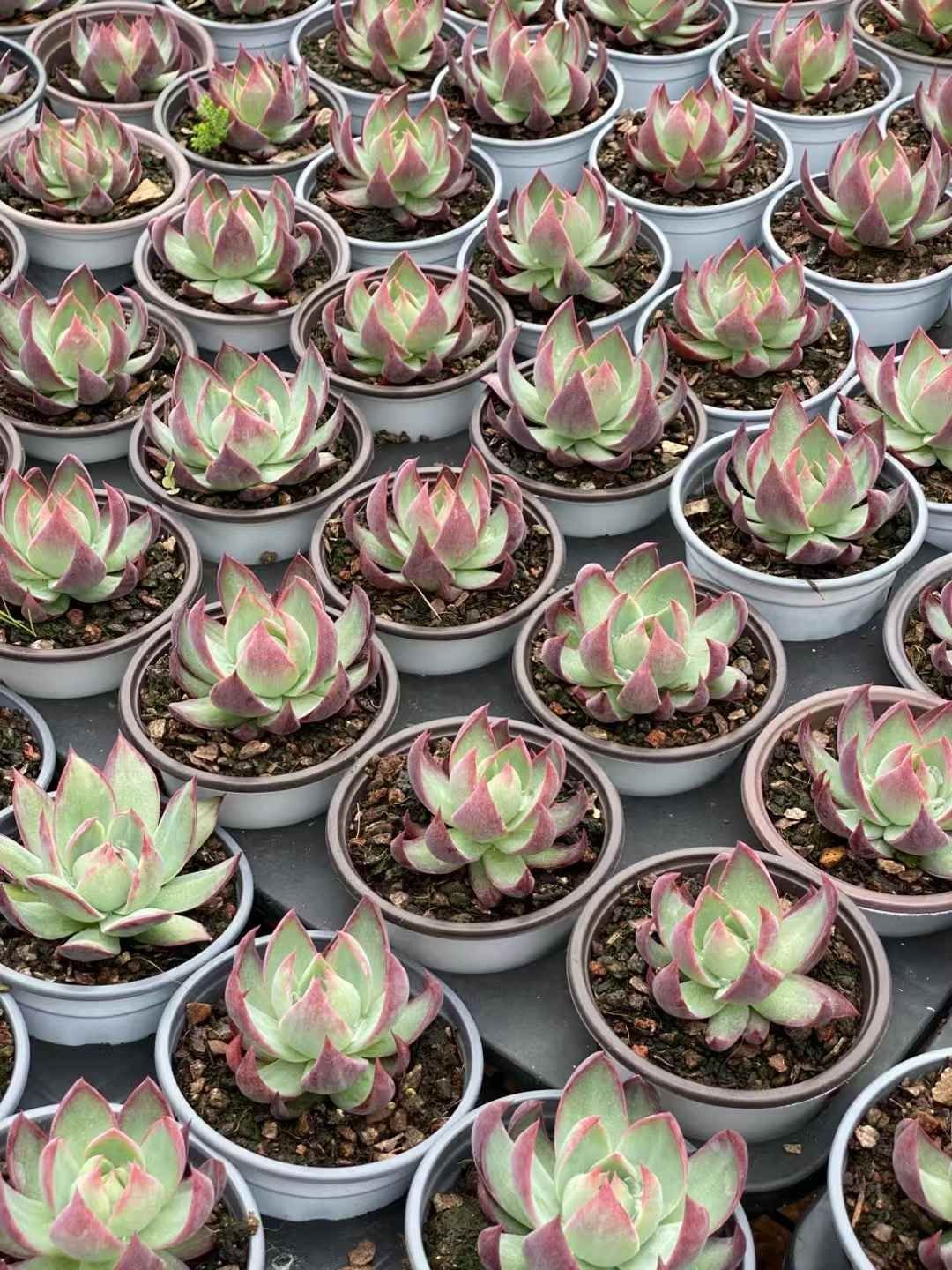 エケベリア 韓国苗